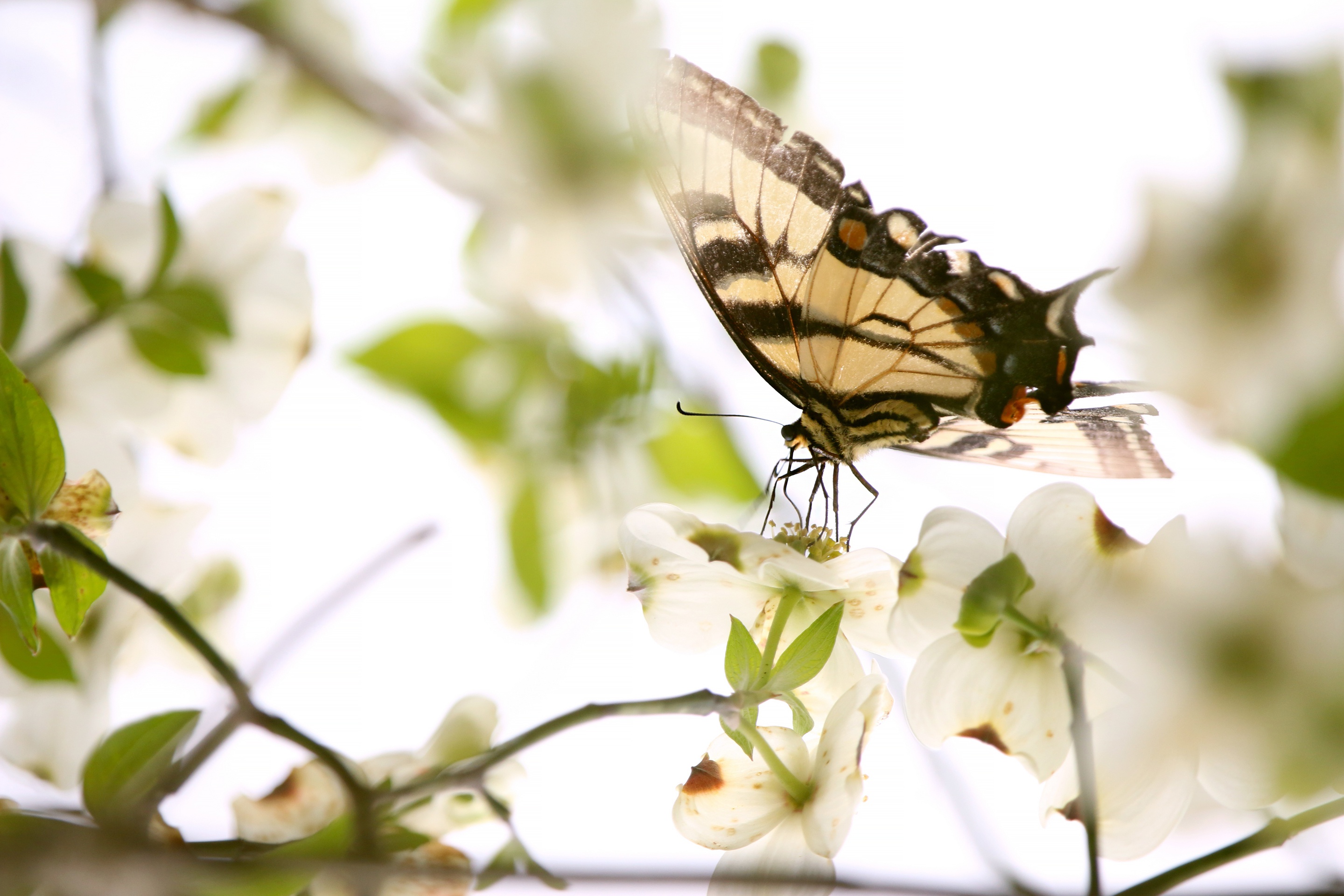 Бабочка Весенняя белая