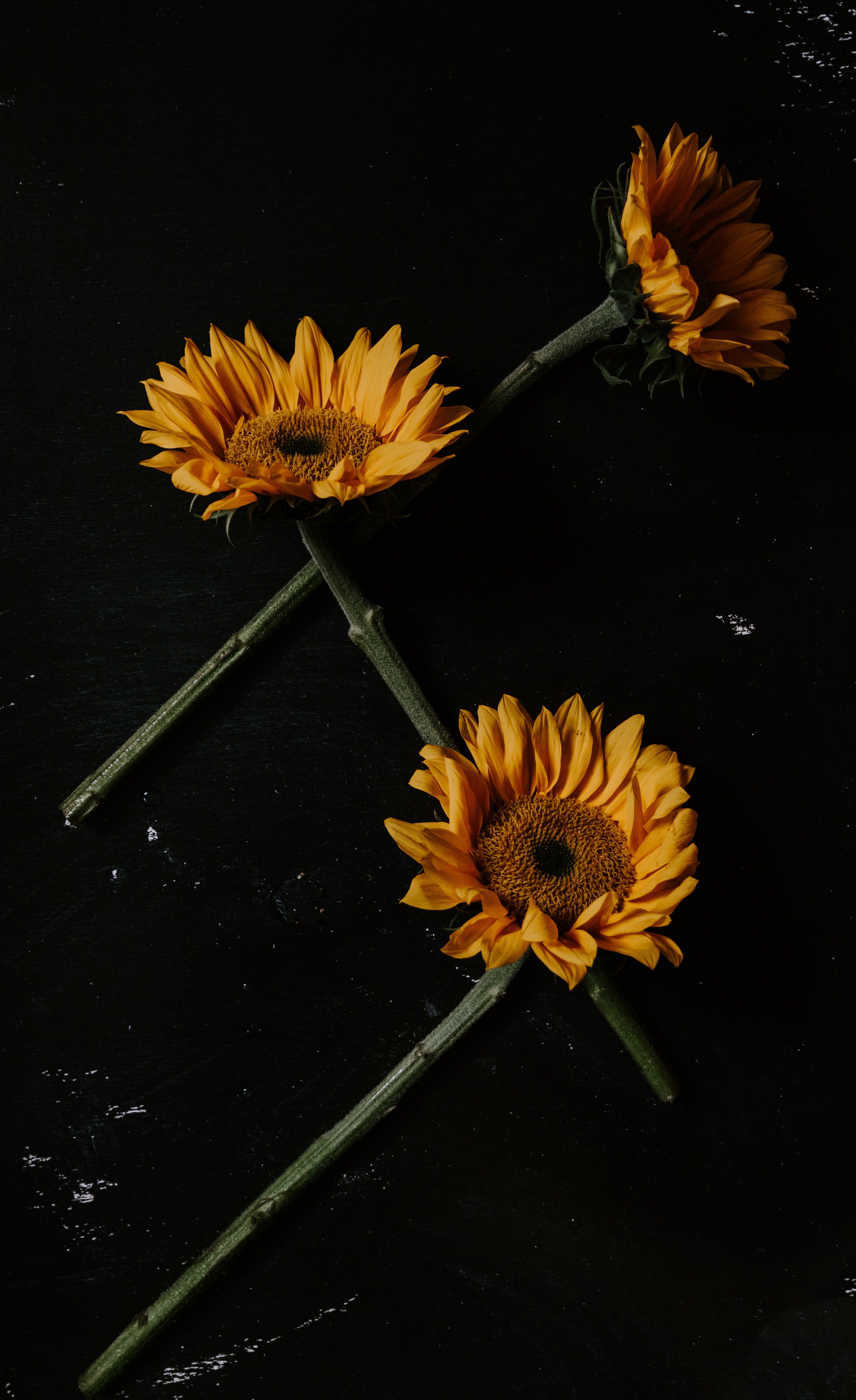 sunflowers, black, flowers, petals