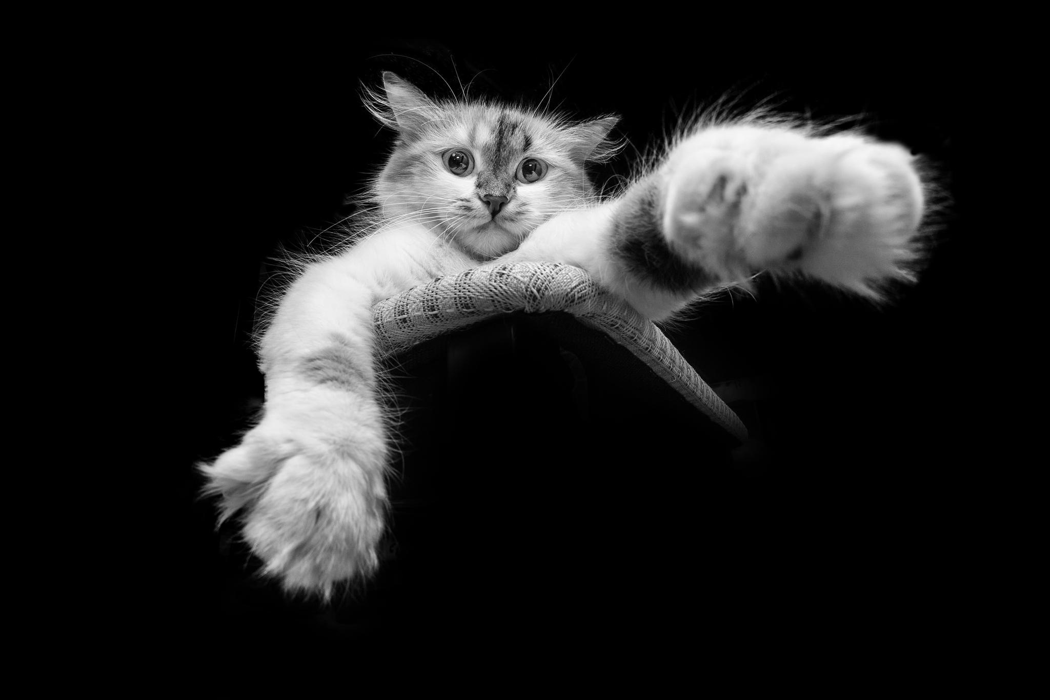 394035 descargar imagen animales, gato, blanco y negro, pata, gatos: fondos de pantalla y protectores de pantalla gratis