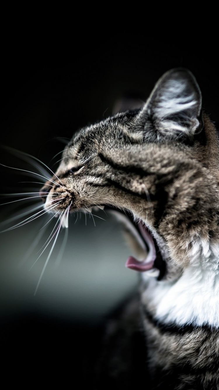 funny, animal, cat, yawn, whiskers, cats iphone wallpaper