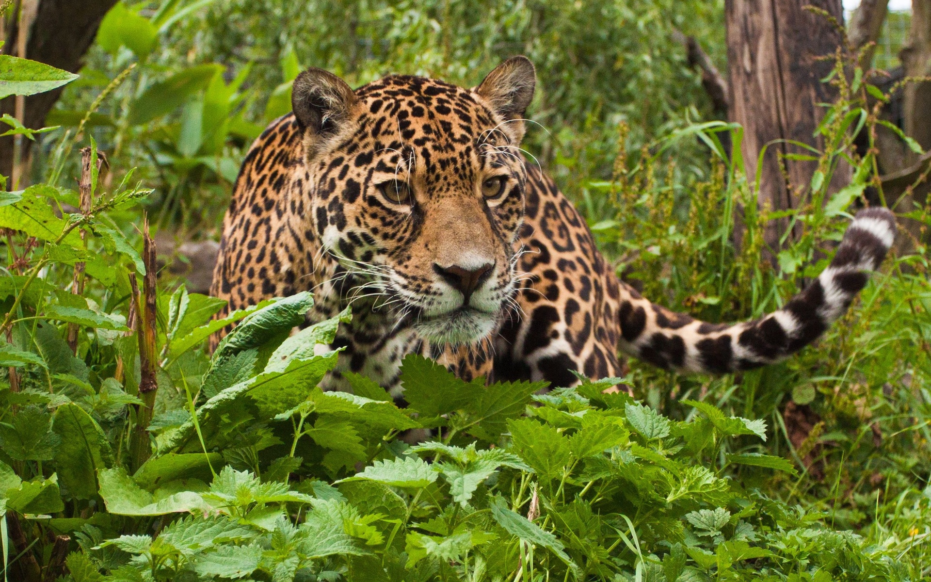1460173 Bild herunterladen tiere, jaguar - Hintergrundbilder und Bildschirmschoner kostenlos