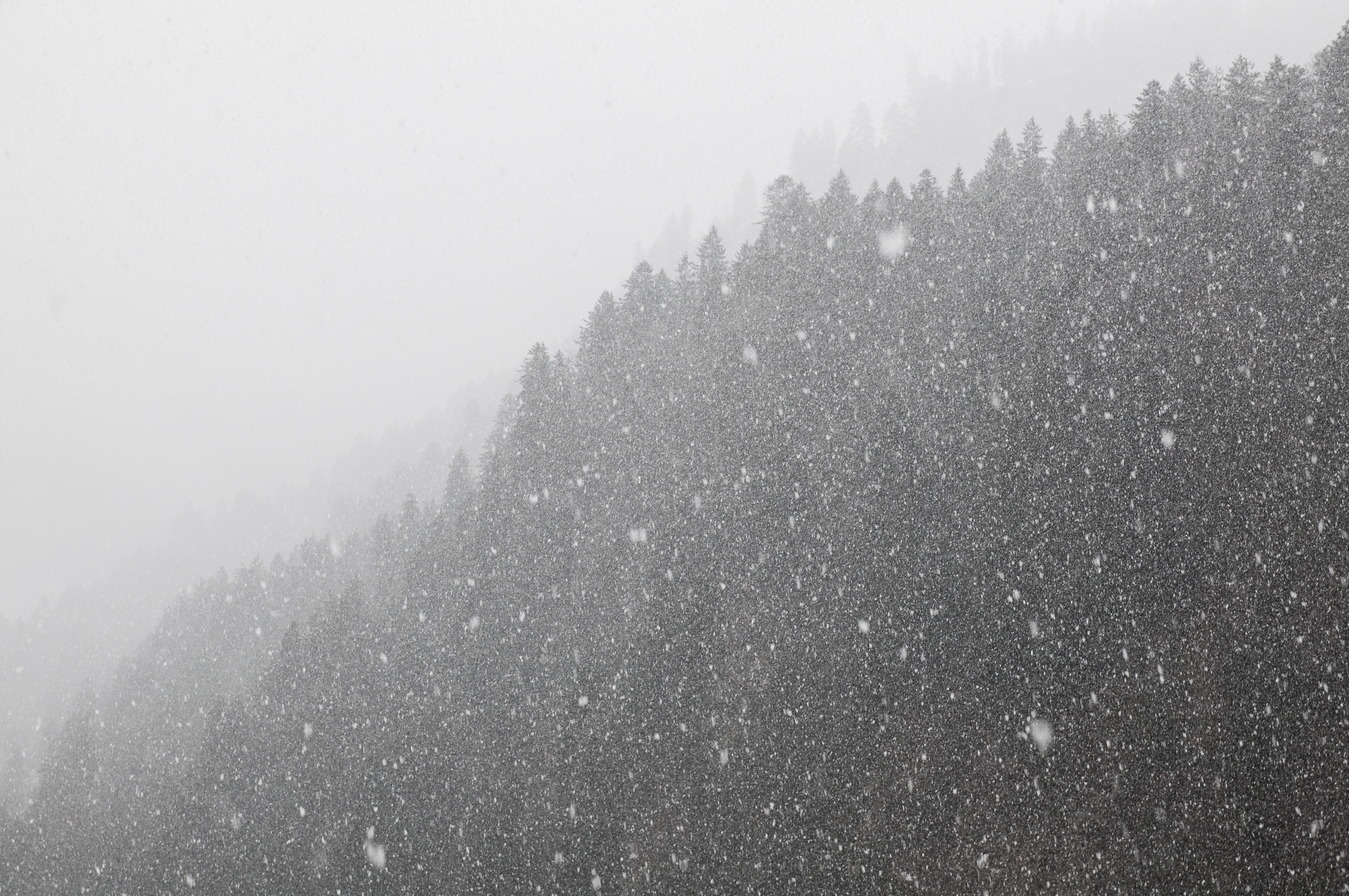 Handy-Wallpaper Winter, Schnee, Bw, Chb, Schneesturm, Natur, Wald kostenlos herunterladen.