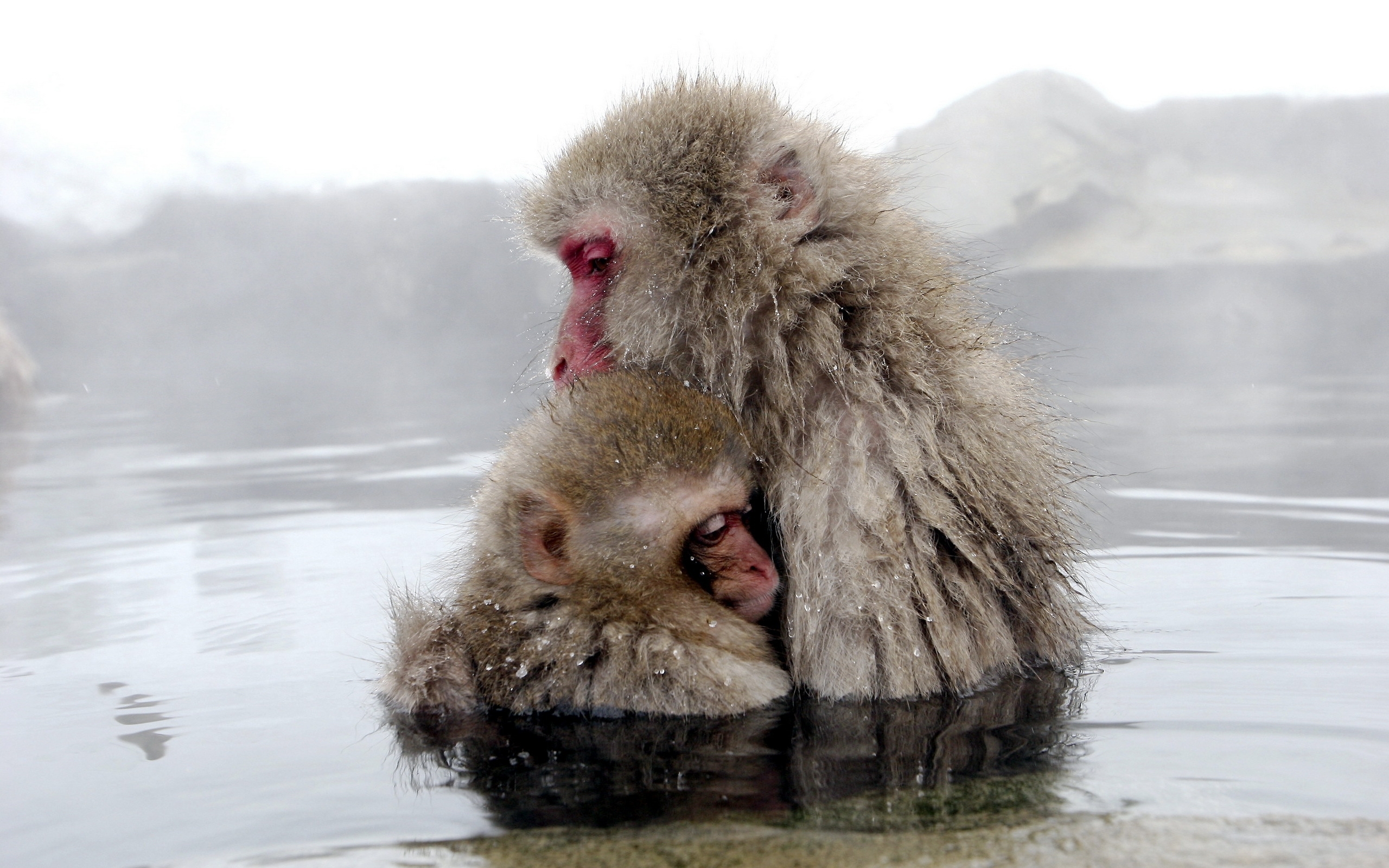 Laden Sie das Monkeys, Tiere-Bild kostenlos auf Ihren PC-Desktop herunter