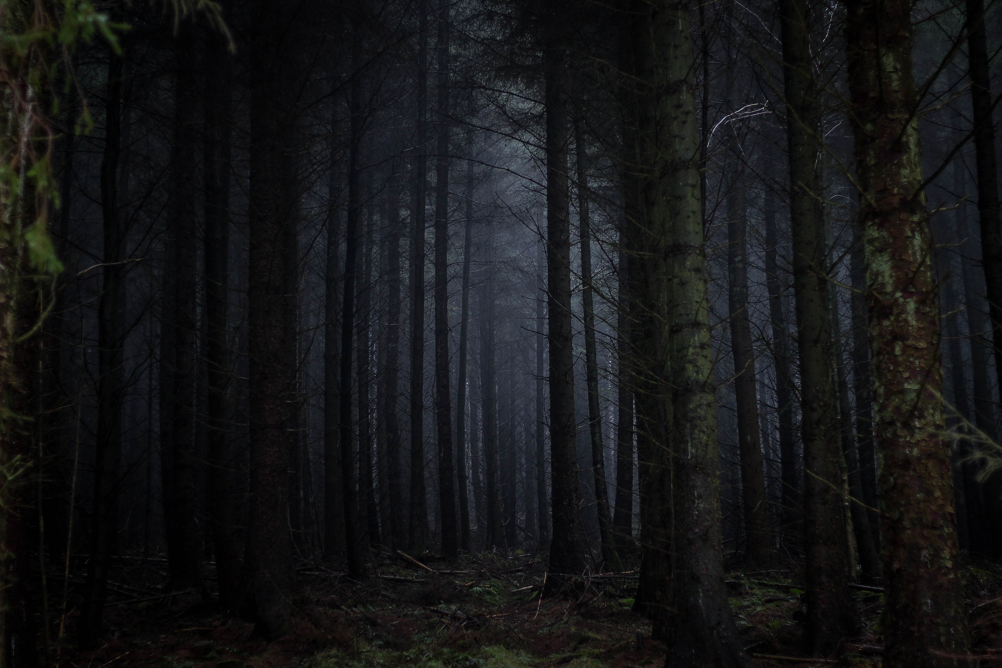 fog, dark, trees, forest, gloomy Phone Background