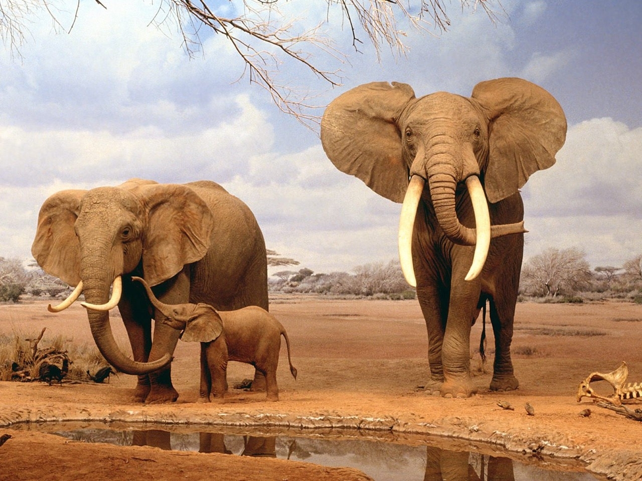 43796 baixar papel de parede elefantes, animais, laranja - protetores de tela e imagens gratuitamente