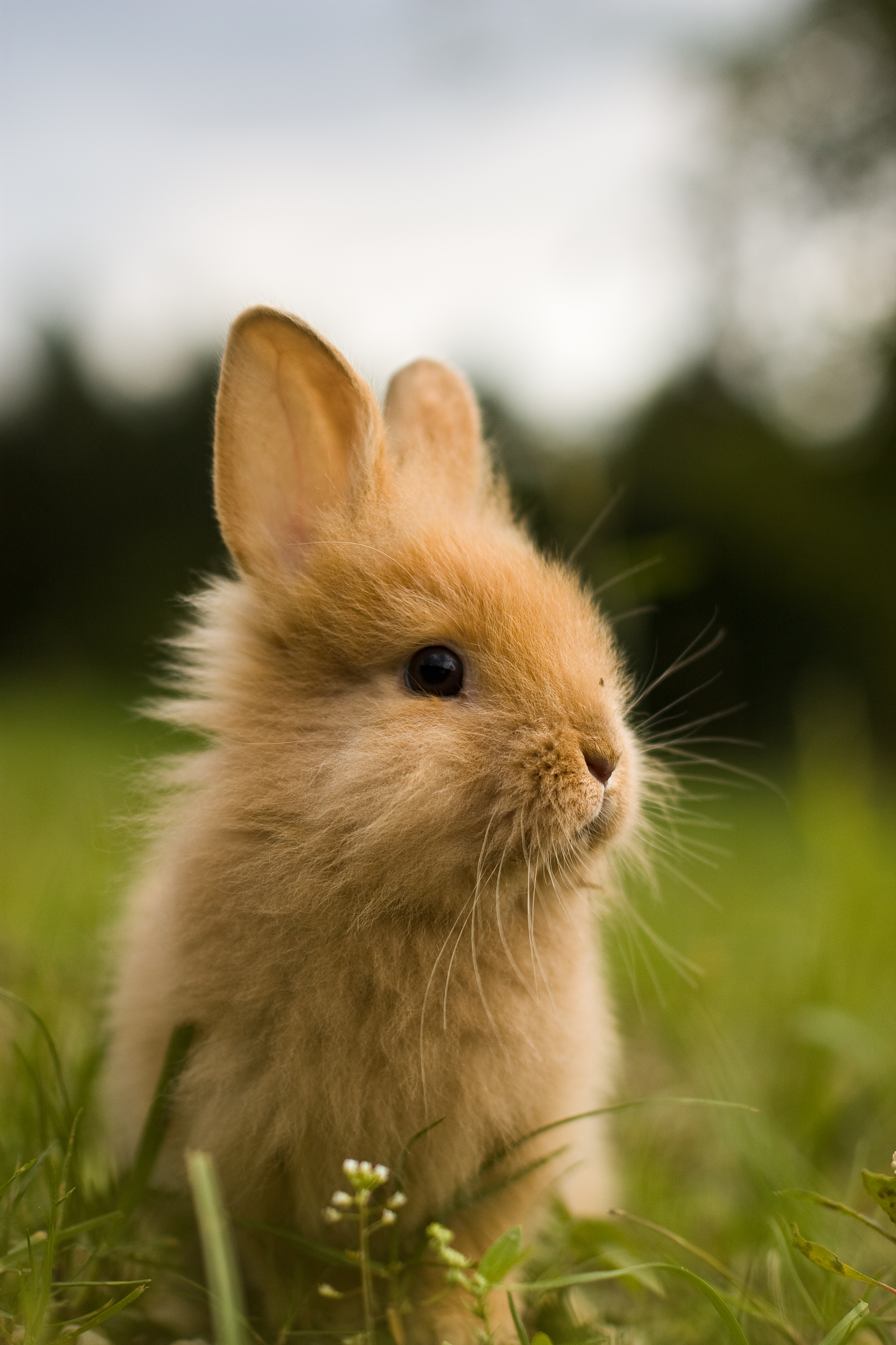 Mobile wallpaper rabbit, fluffy, animals, young, greens, animal, joey