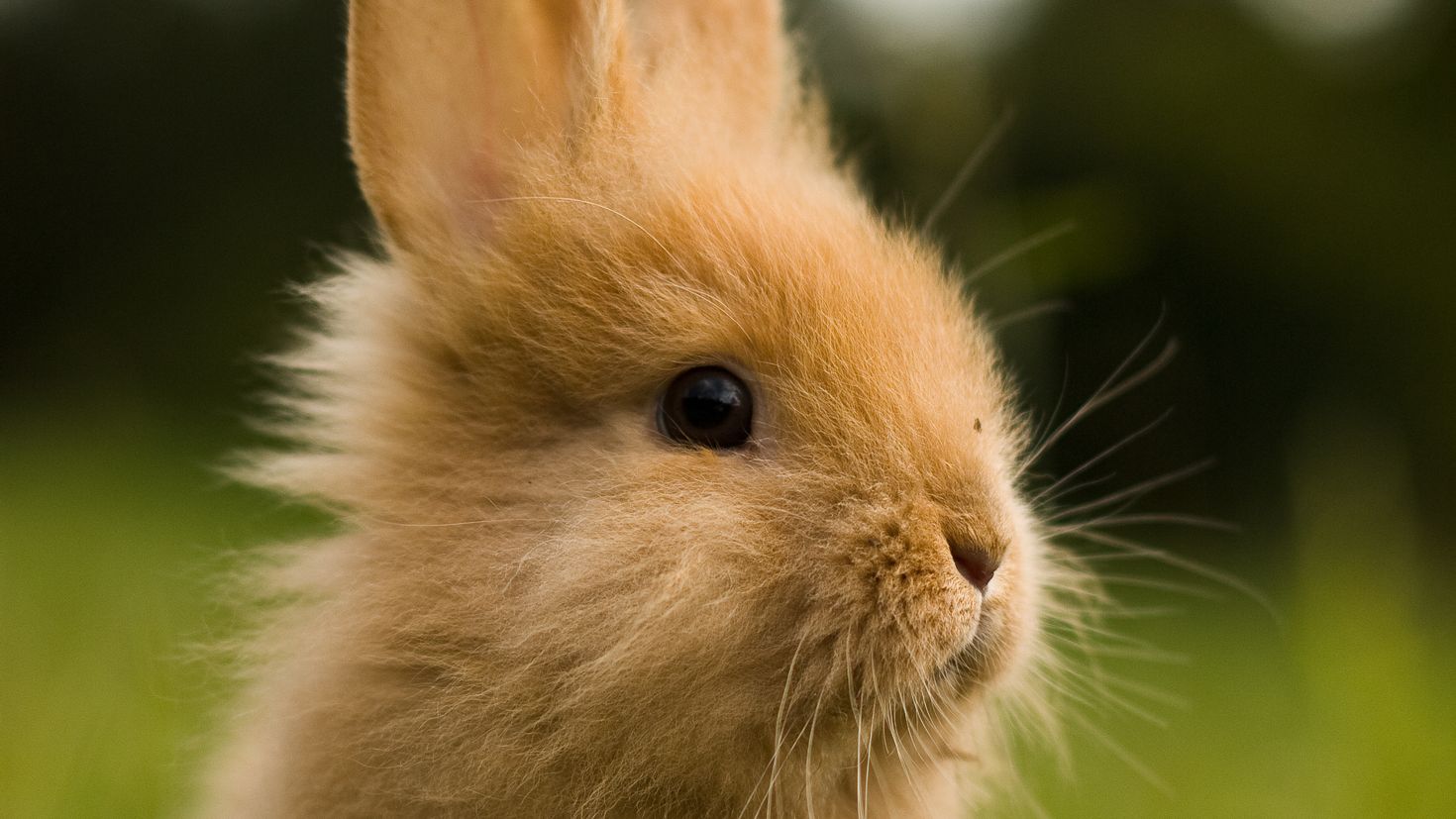 Декоративный кролик Баффи
