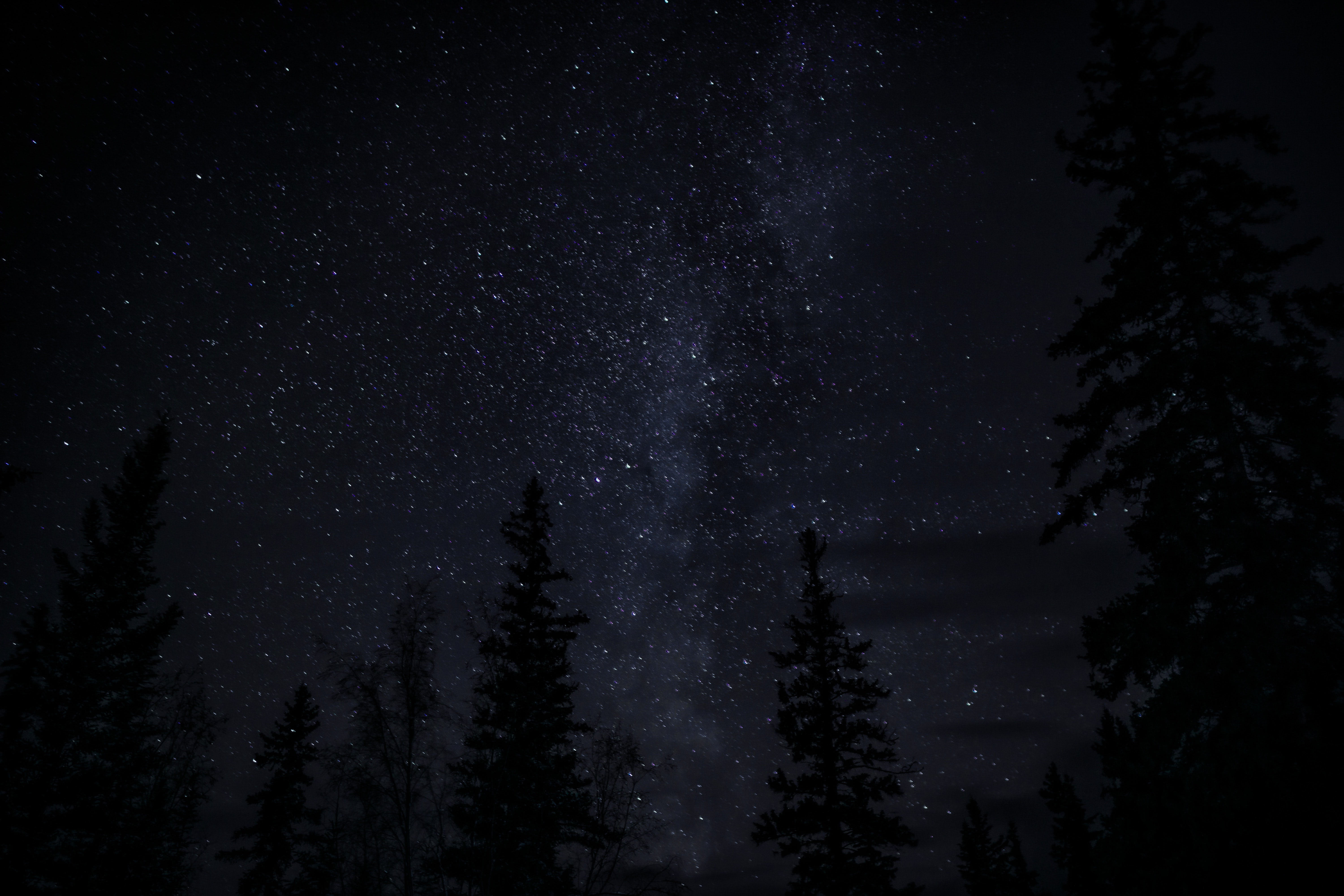 78322 descargar imagen oscuridad, árboles, noche, oscuro, cielo estrellado: fondos de pantalla y protectores de pantalla gratis