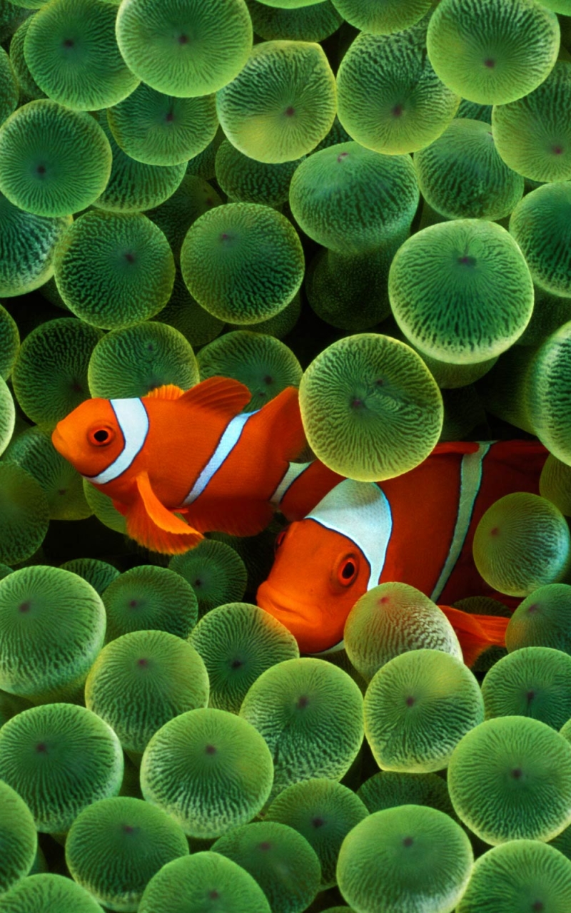 fishes, animal, clownfish, fish, sea anemone Smartphone Background