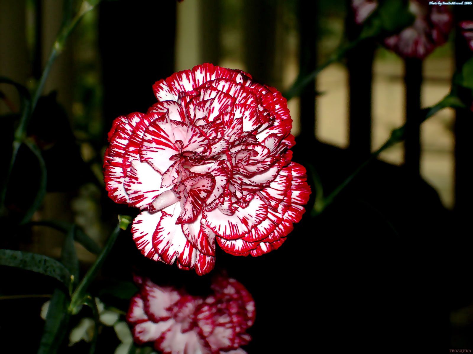 carnations, flowers, close up, variegated, mottled