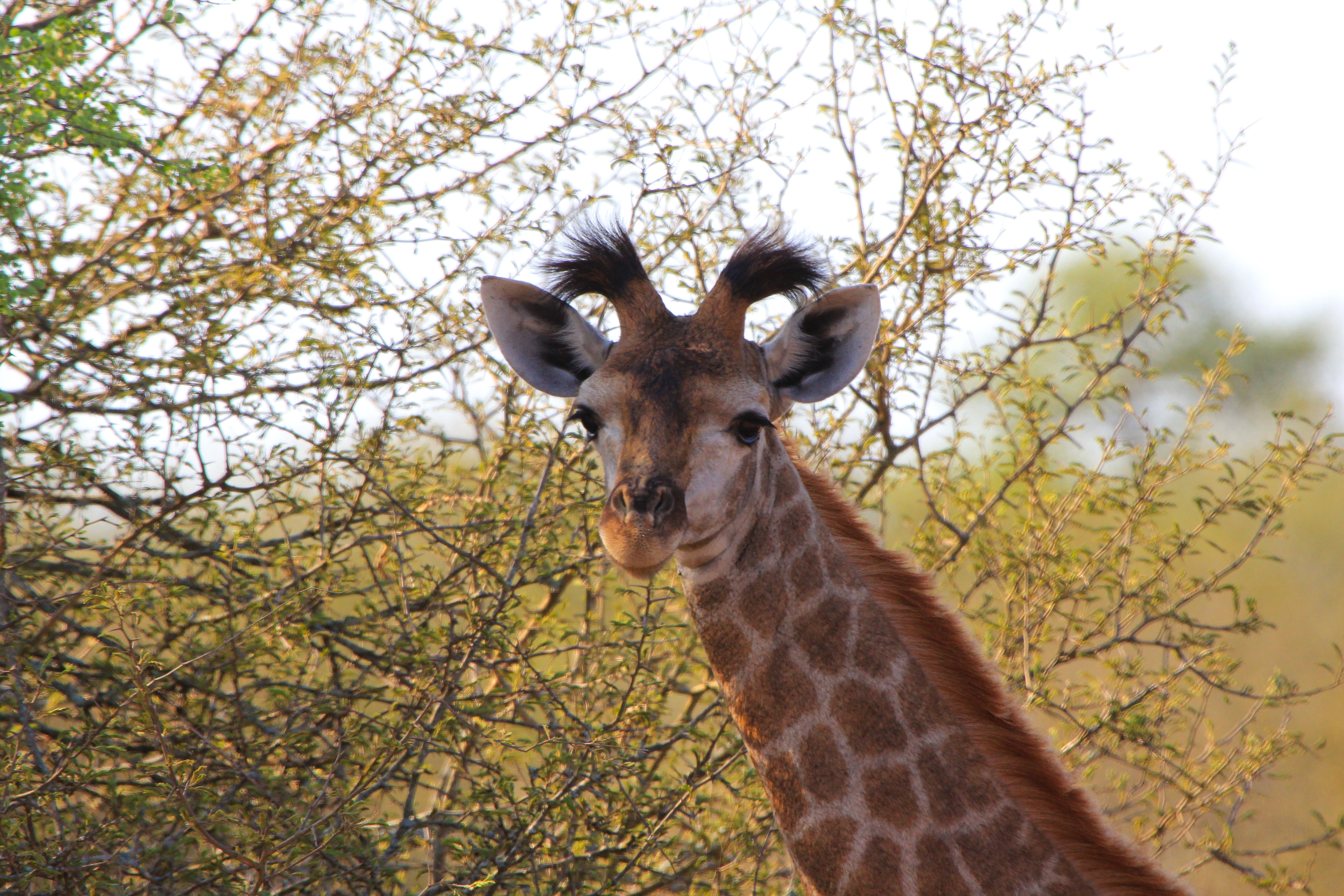 90647 скачать обои жираф, уши, животные, пятнистый - заставки и картинки бесплатно