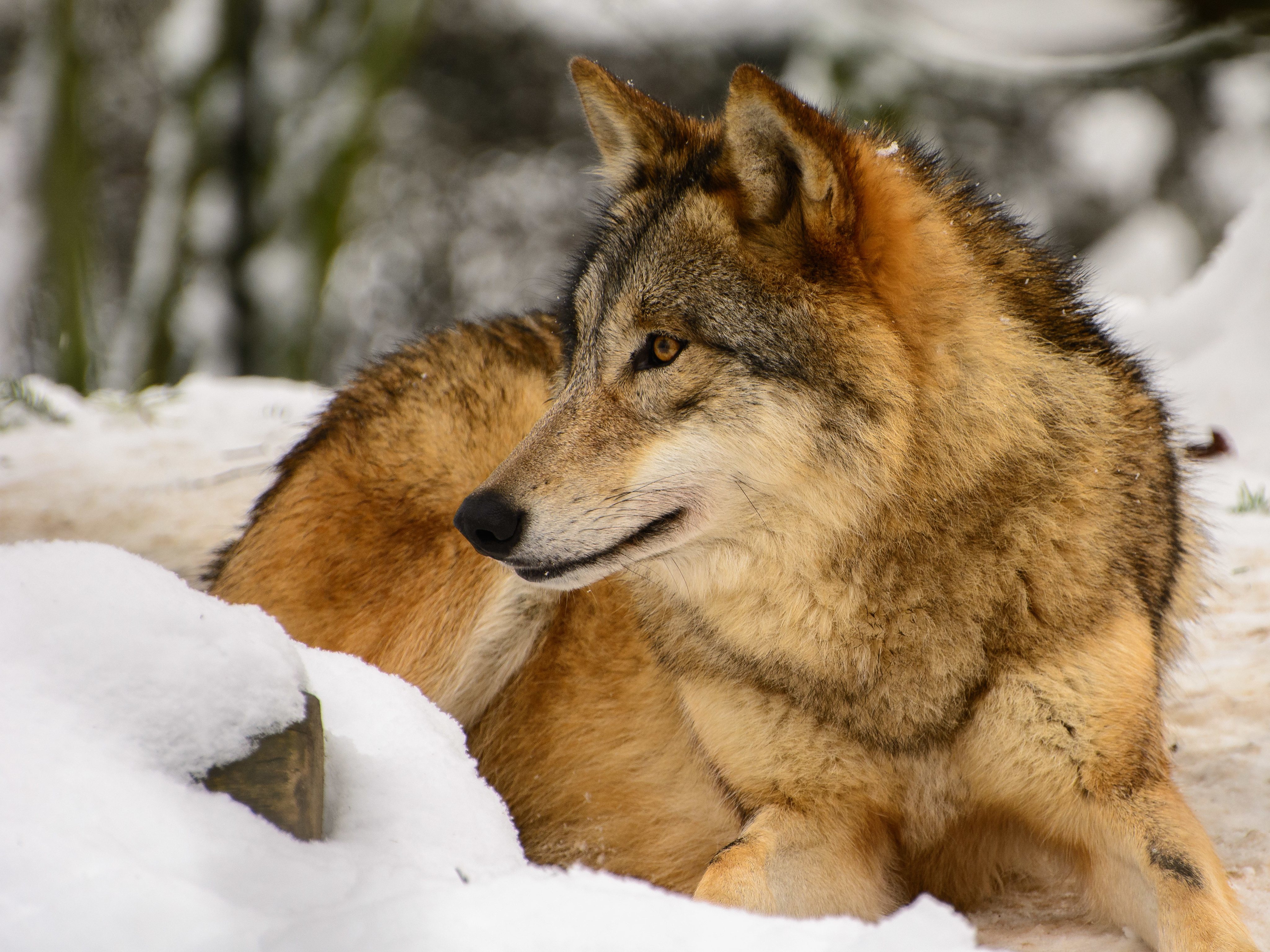 Download mobile wallpaper Profile, Animals, Predator, Wolf for free.