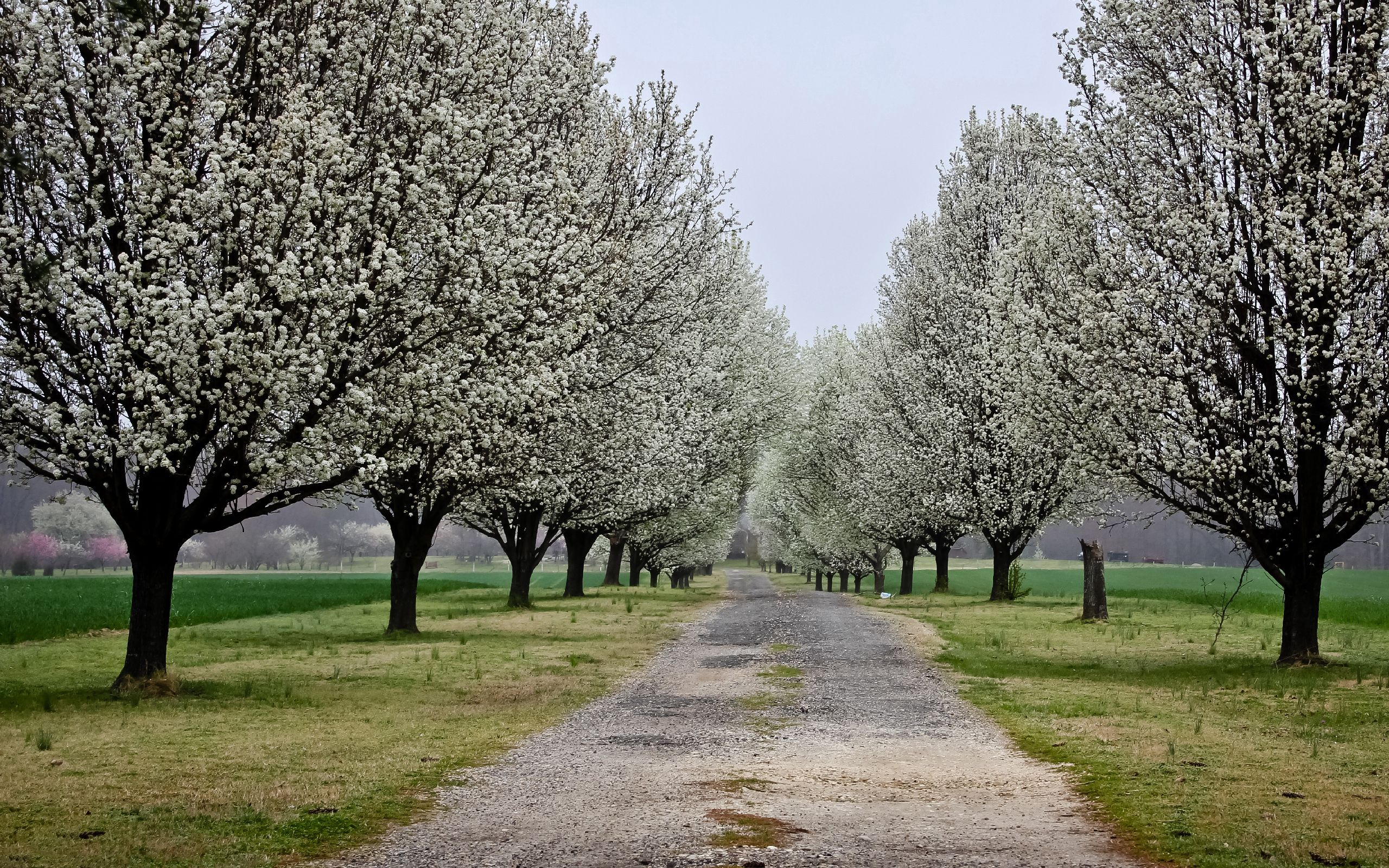Free download wallpaper Trees, Park, Nature, Flowers, Road on your PC desktop