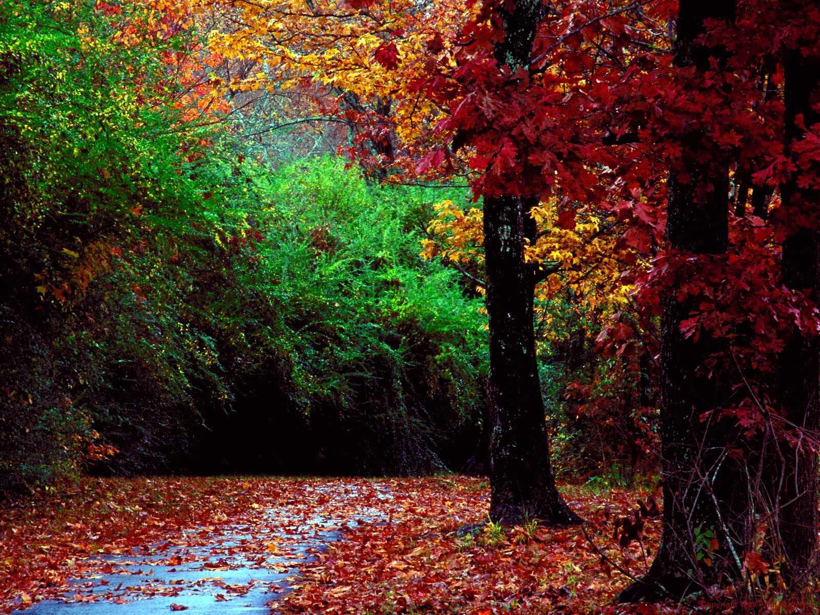 Download mobile wallpaper Leaves, Landscape, Trees, Autumn for free.