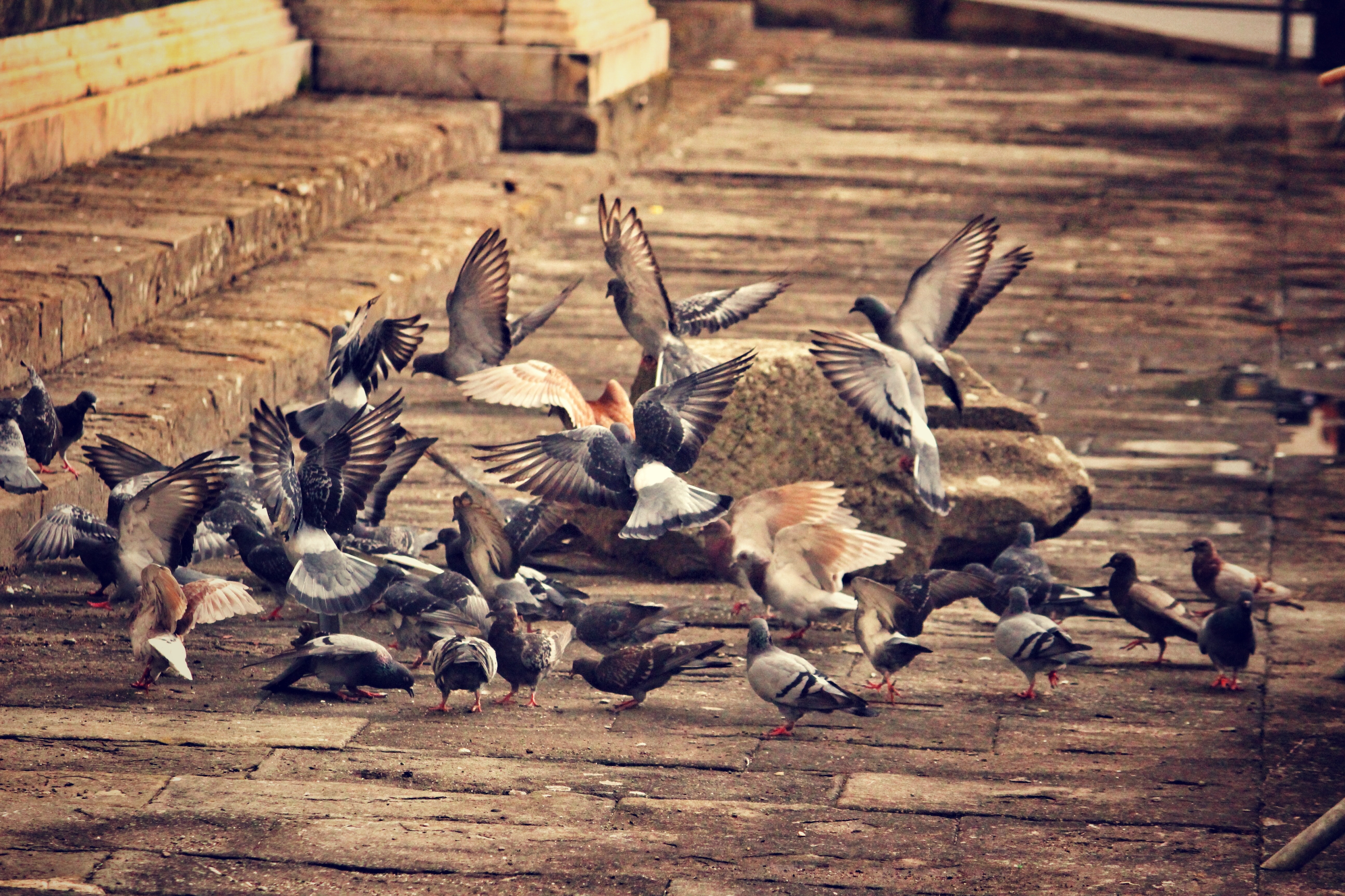 pigeons, animals, birds, city, flock of birds