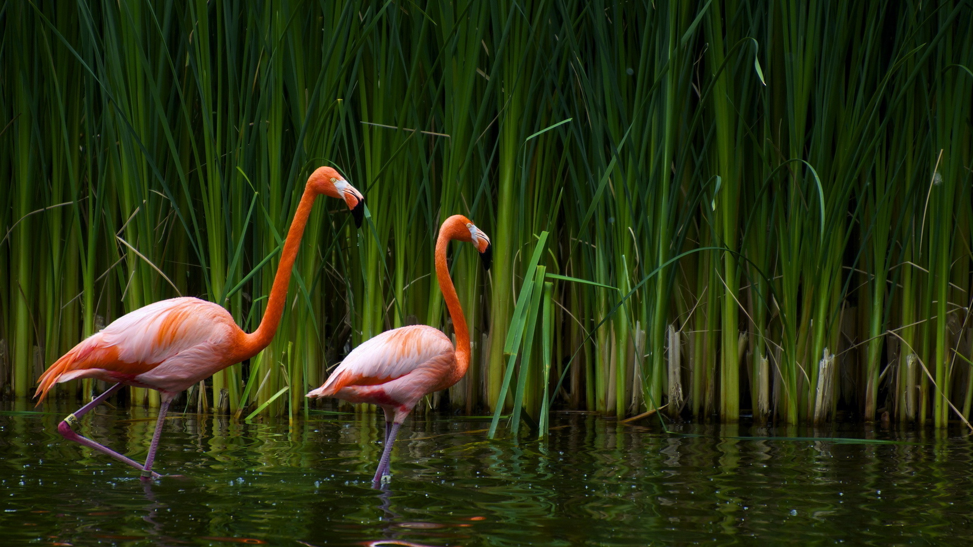 flamingo, animal, birds