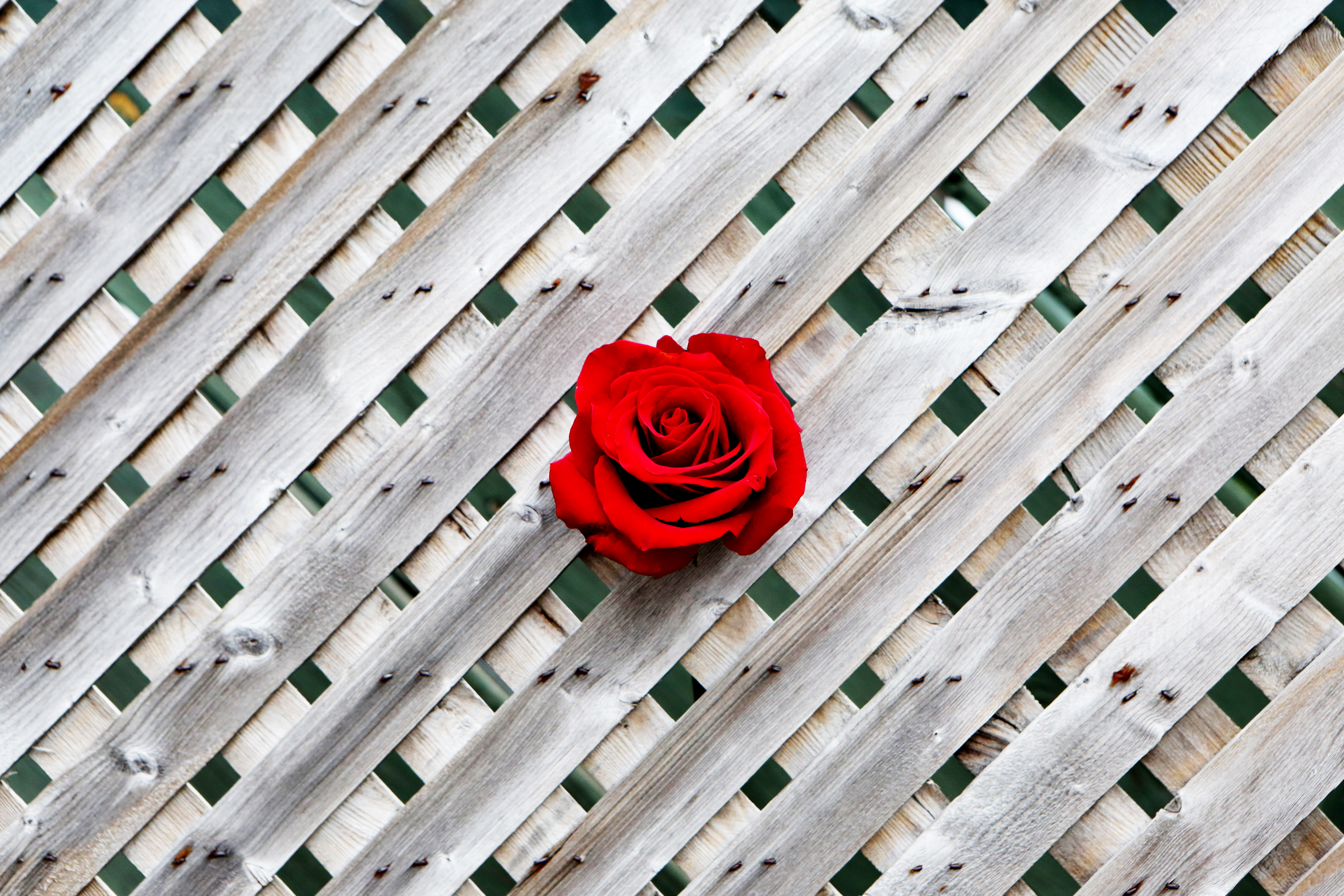 minimalism, rose flower, fence, wooden, red, wood, rose, wall for android