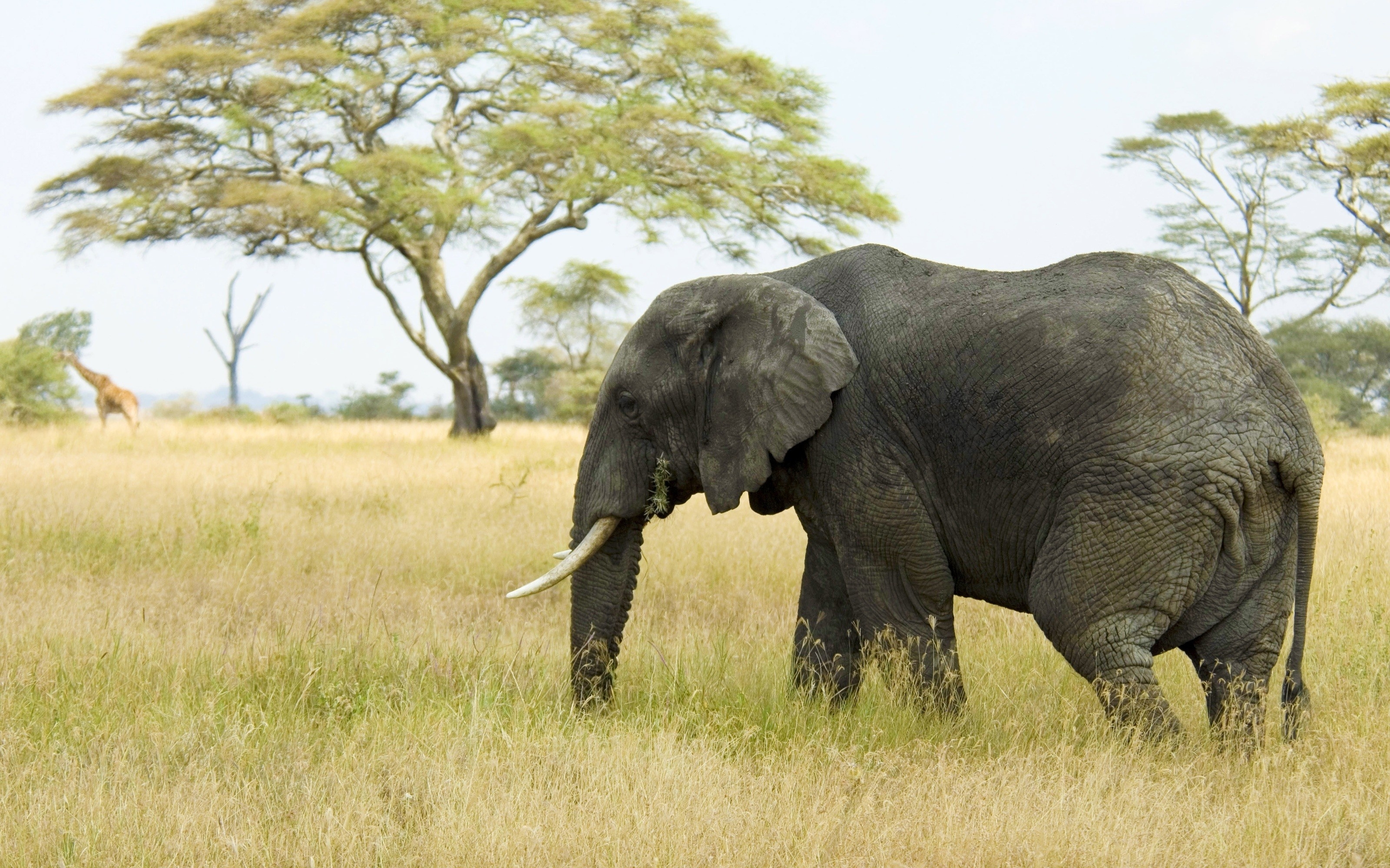 107247 Hintergrundbild herunterladen tiere, natur, bäume, grass, savanna, elefant, elefanten - Bildschirmschoner und Bilder kostenlos