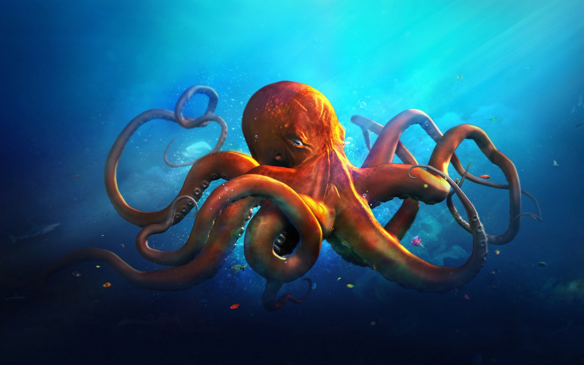 octopus, animal Full HD