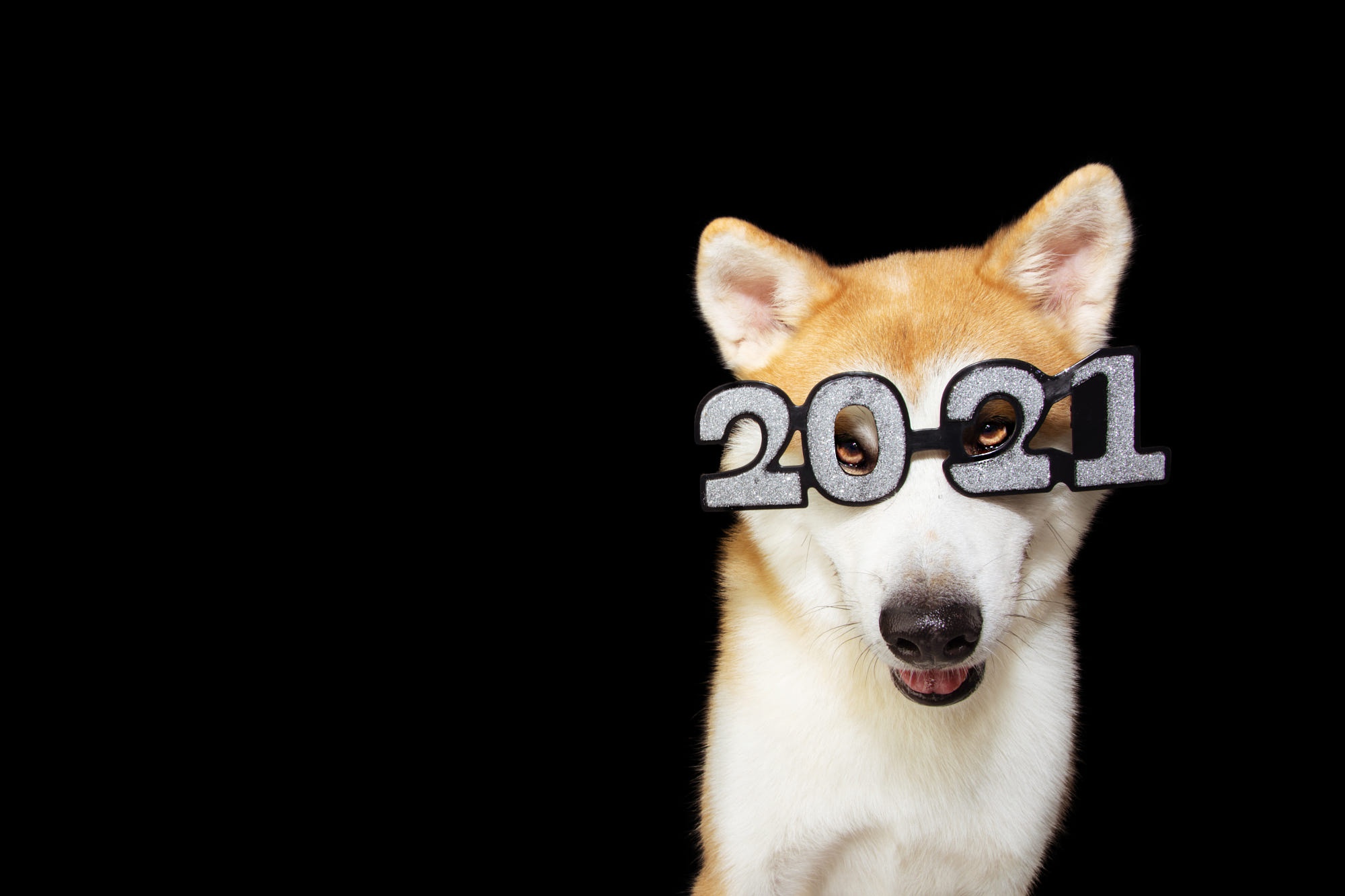 494415 télécharger le fond d'écran animaux, shiba inu, noël, chien, lunettes, nouvel an 2021, numéro, chiens - économiseurs d'écran et images gratuitement