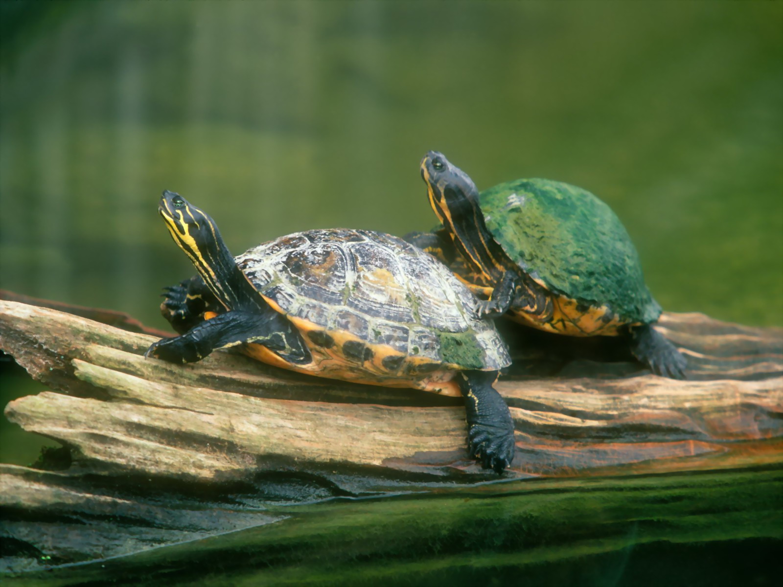 521536 Hintergrundbild herunterladen schildkröte, tiere, schildkröten - Bildschirmschoner und Bilder kostenlos