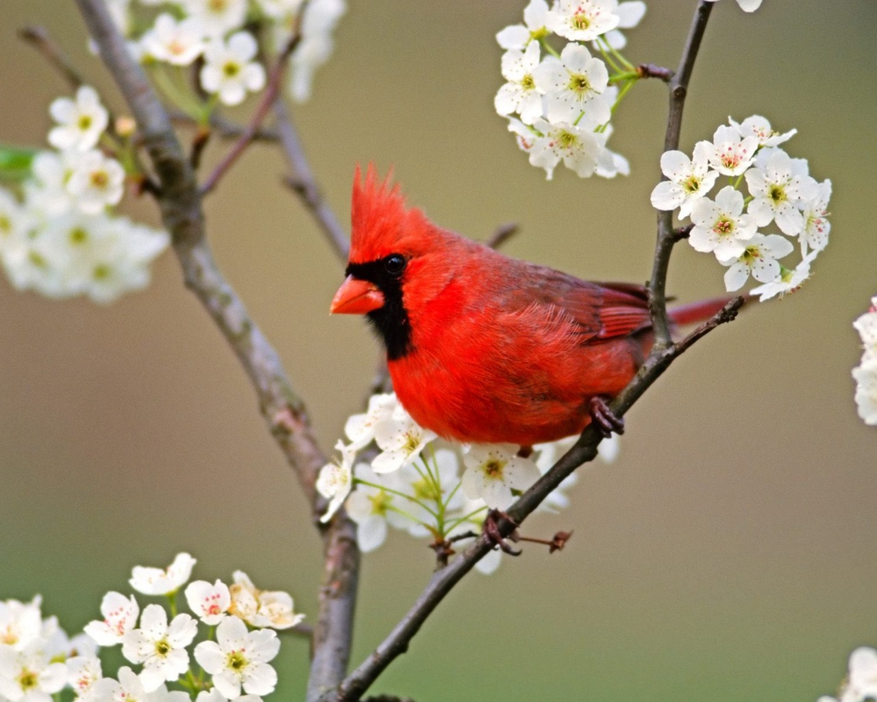animal, cardinal