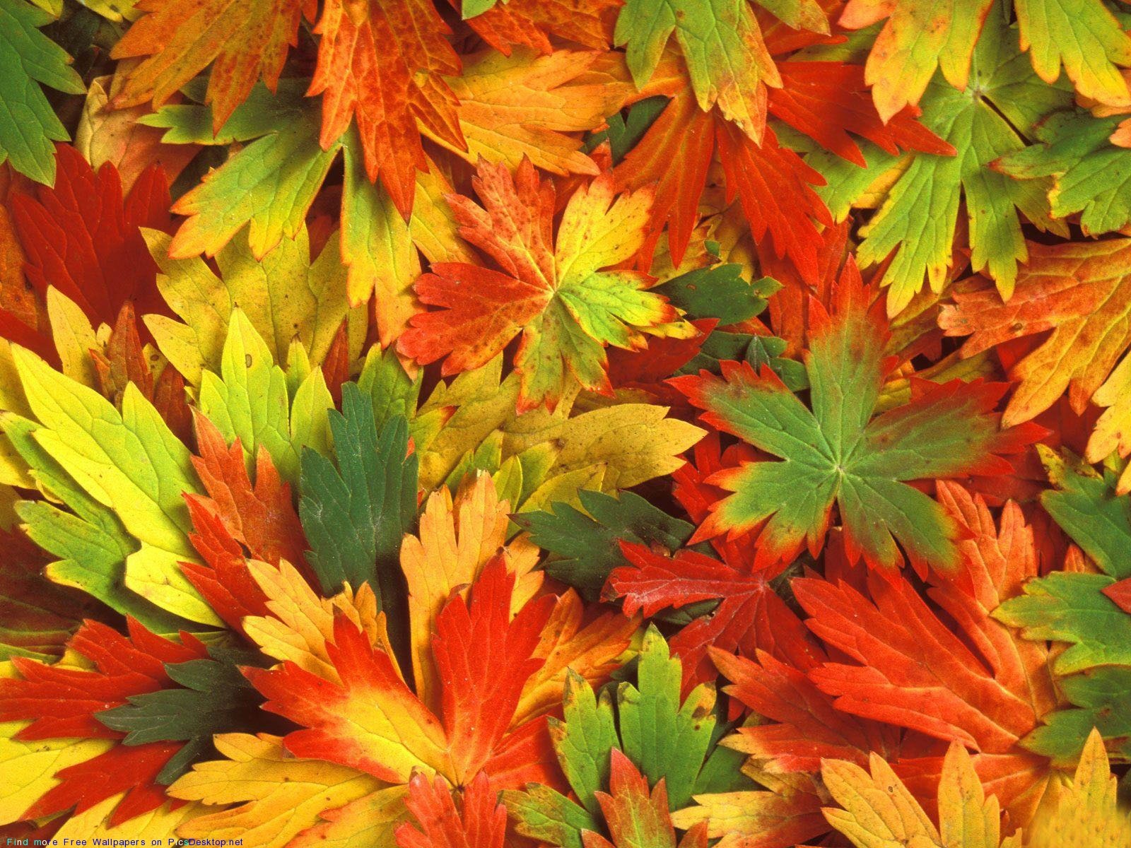 Handy-Wallpaper Blätter, Hintergrund, Herbst kostenlos herunterladen.