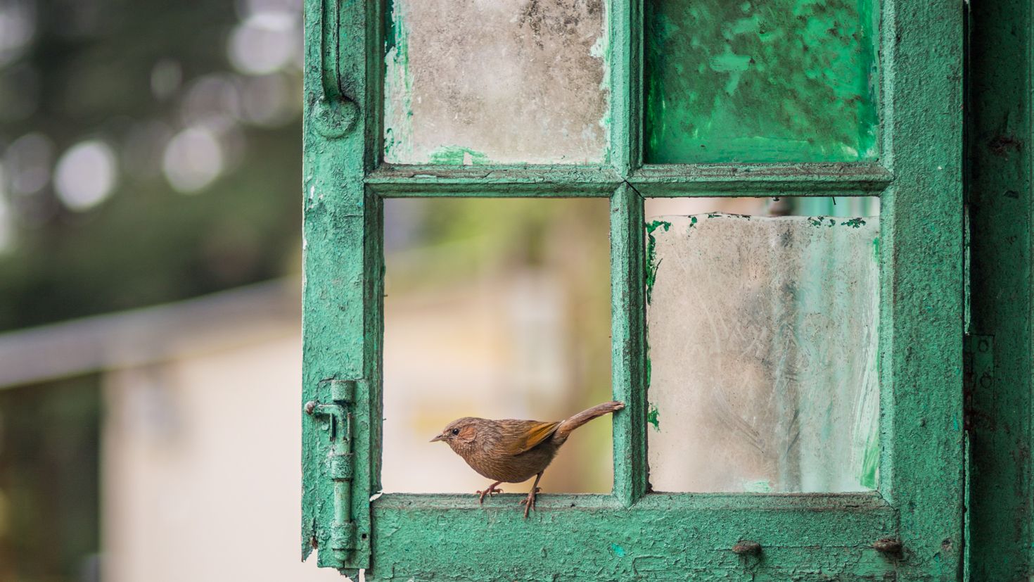 В оконной раме голубеет квадратик чистого неба. Птицы за окном. Птичка на окошке. Птица на подоконнике. Птицы на окна.