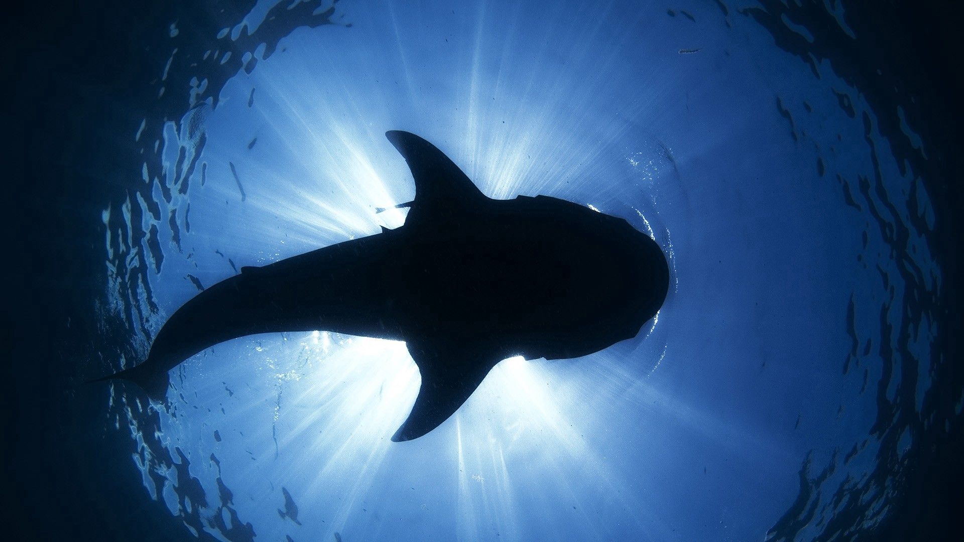 animals, water, silhouette, to swim, swim, dolphin download HD wallpaper