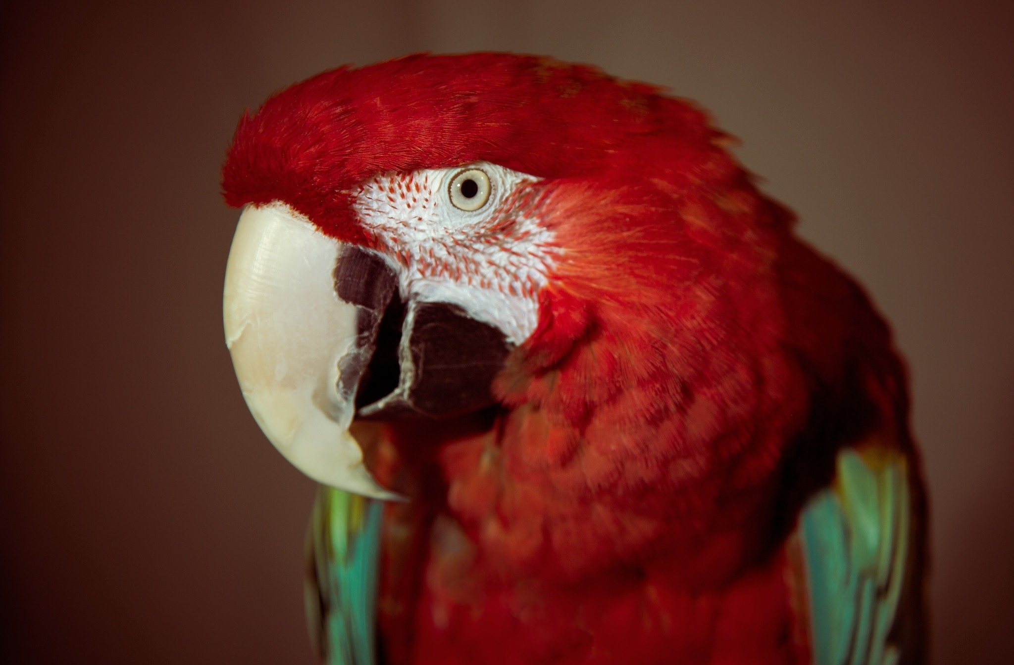 在您的 PC 桌面上免費下載 动物, 鹦鹉, 喙, 克柳夫, 红色的, 红鹦鹉 圖片