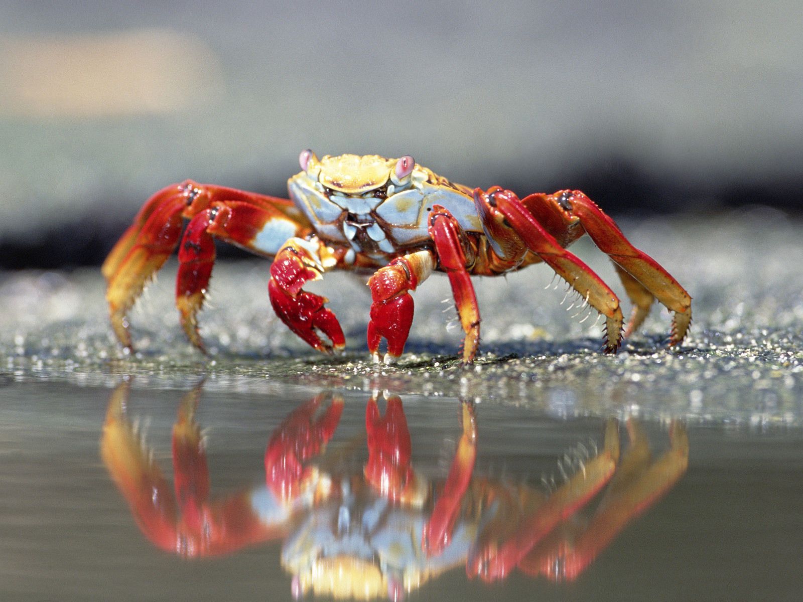 Free download wallpaper Animals, Water, Crab, Claws on your PC desktop