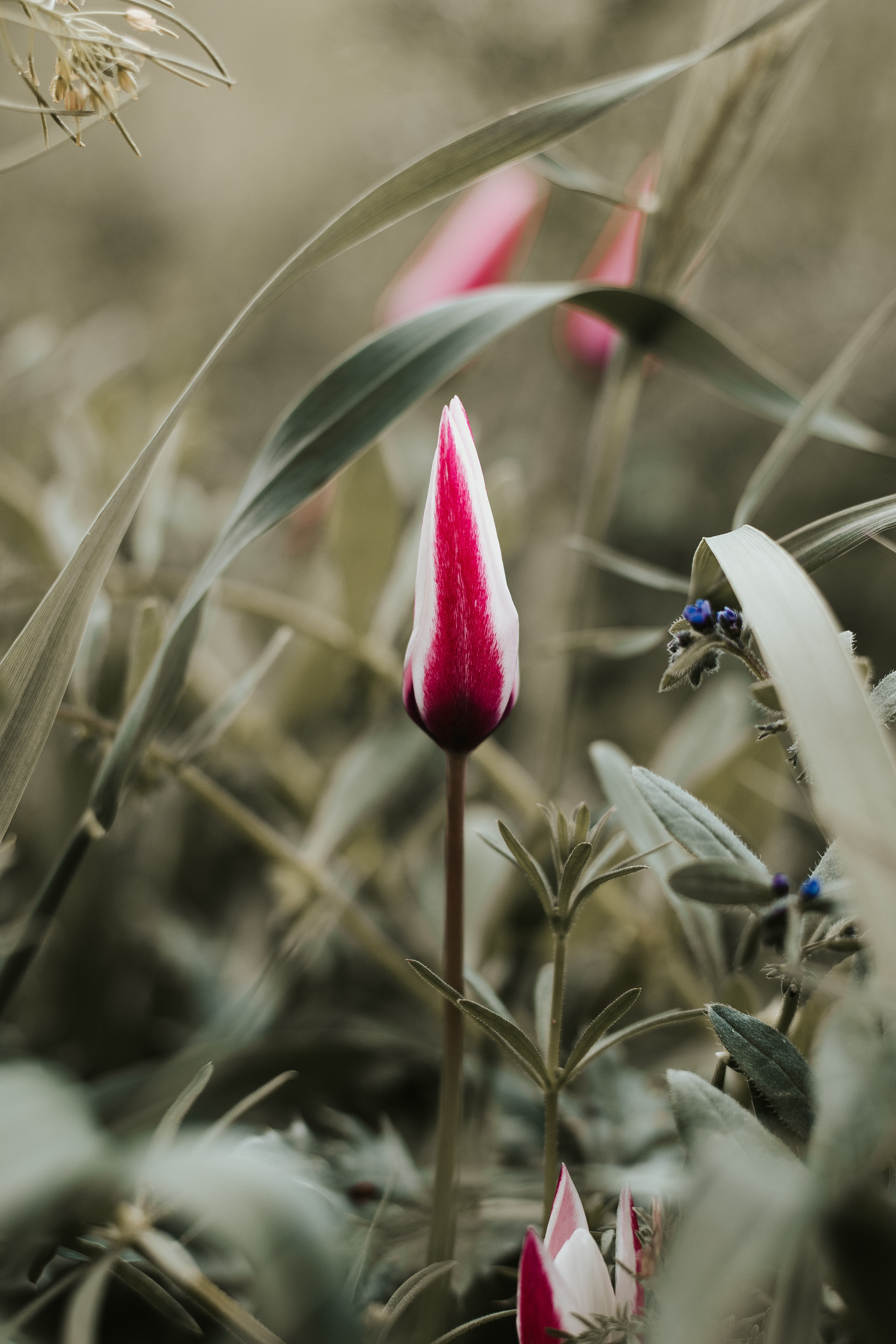 Laden Sie das Knospe, Bud, Tulip, Blume, Tulpe, Blumen-Bild kostenlos auf Ihren PC-Desktop herunter