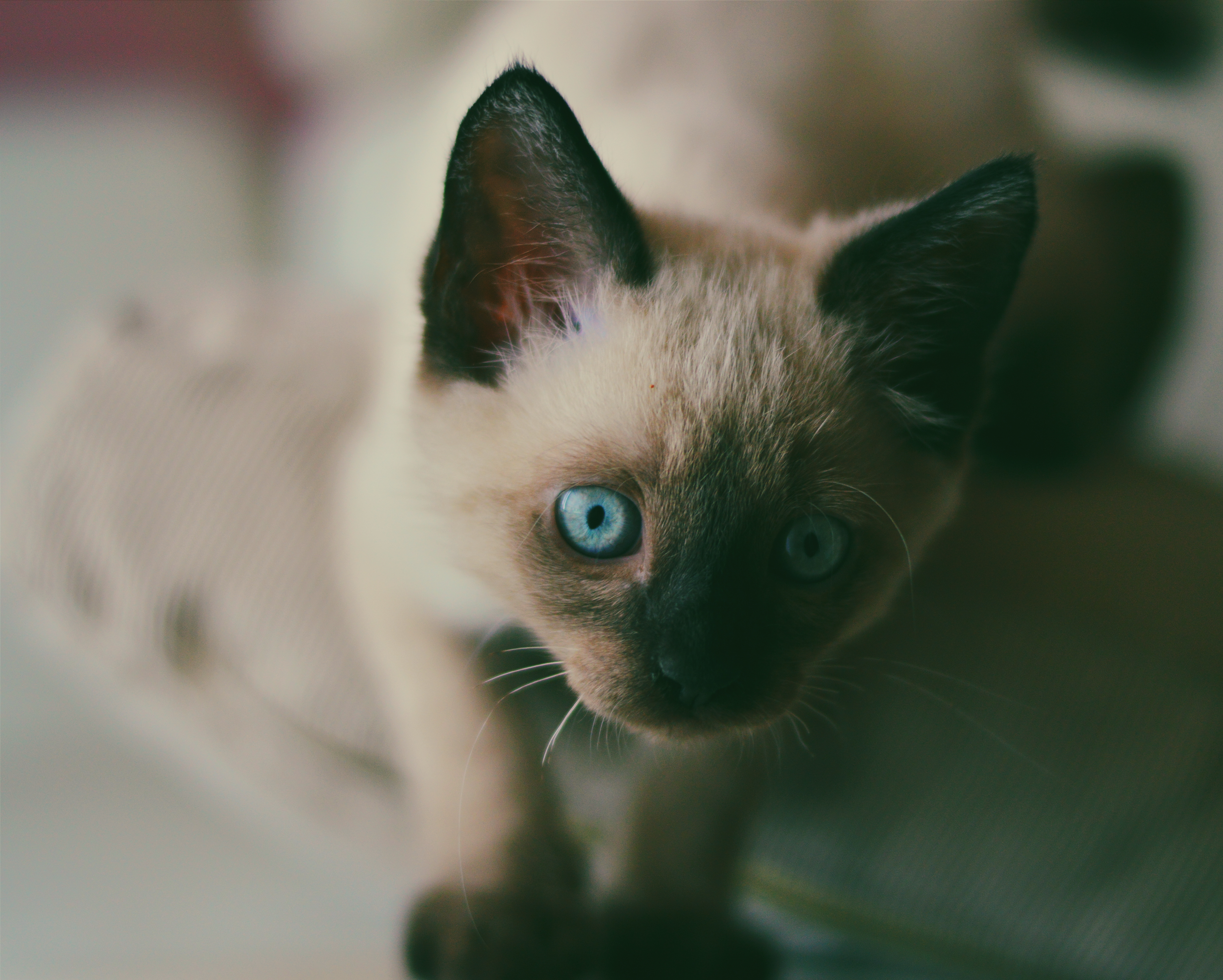 animals, kitty, kitten, muzzle, blue eyed, siamese