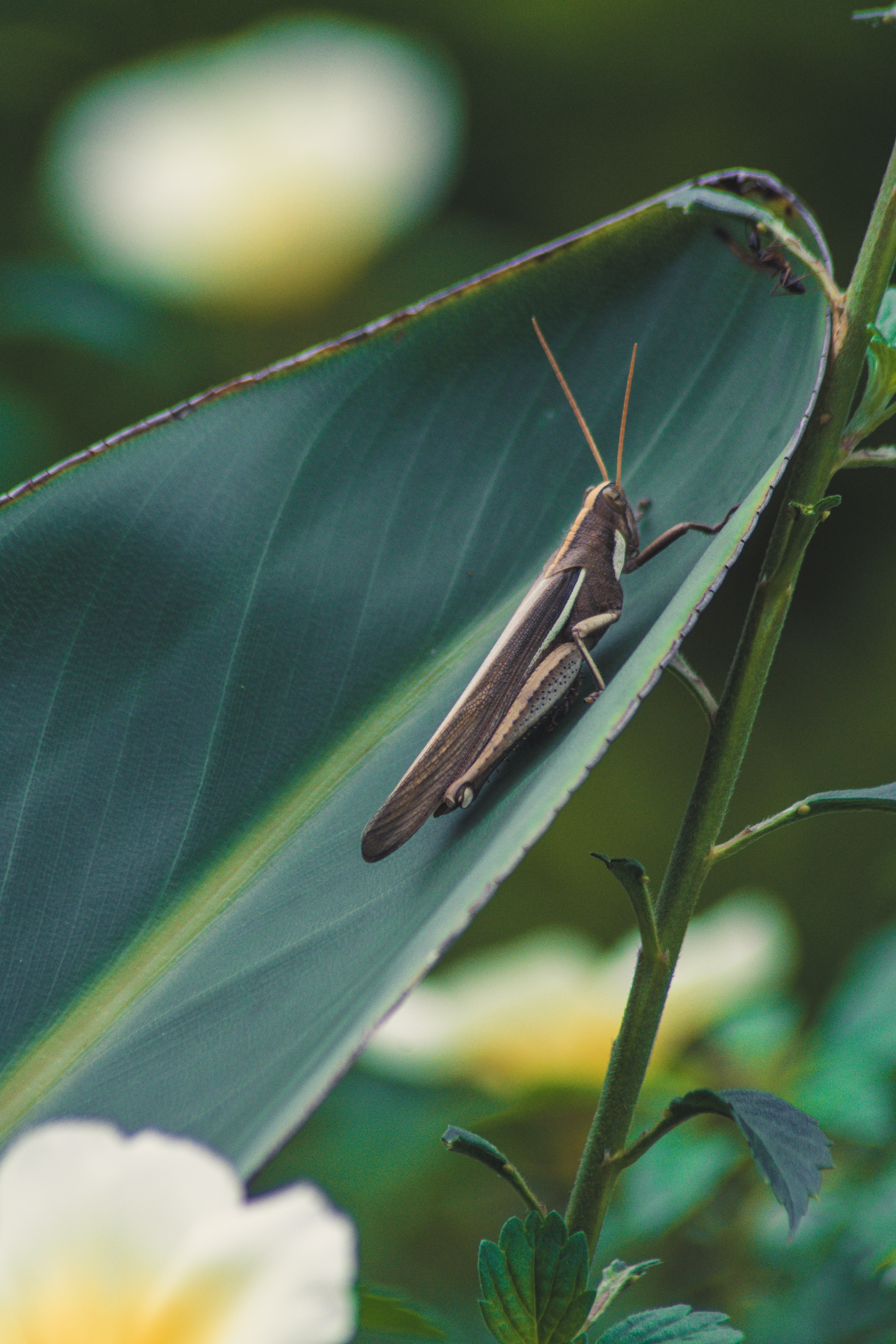Download mobile wallpaper Macro, Insect, Plant, Grasshopper, Leaflet for free.