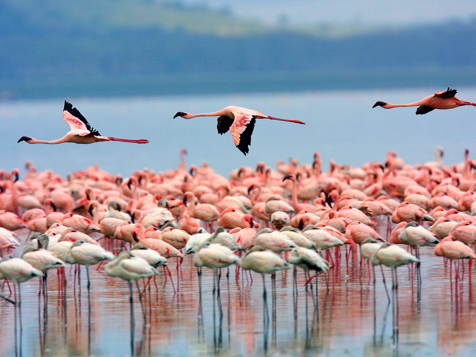 172989 Hintergrundbild herunterladen tiere, flamingo, vögel - Bildschirmschoner und Bilder kostenlos