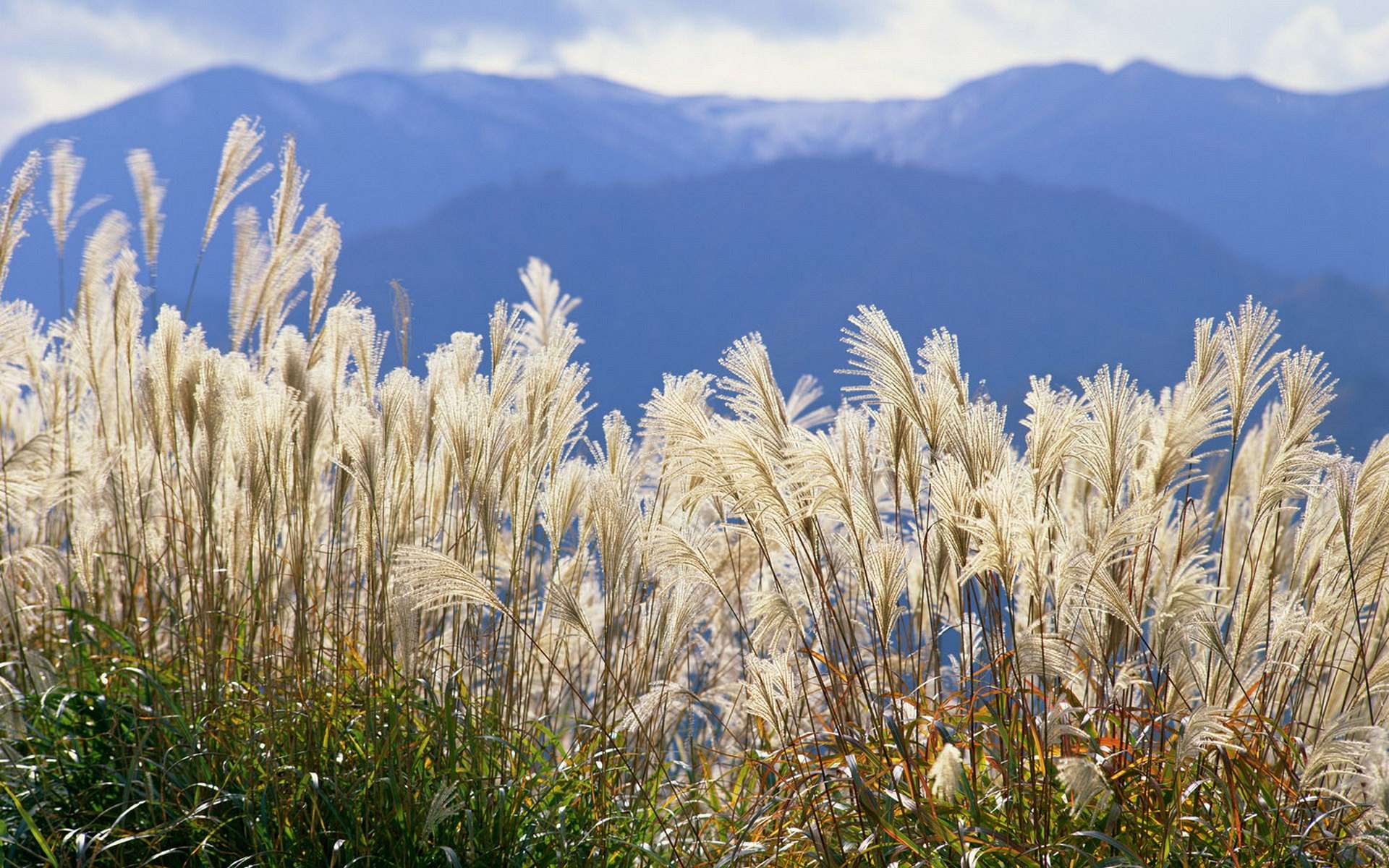 Белая трава в Японии