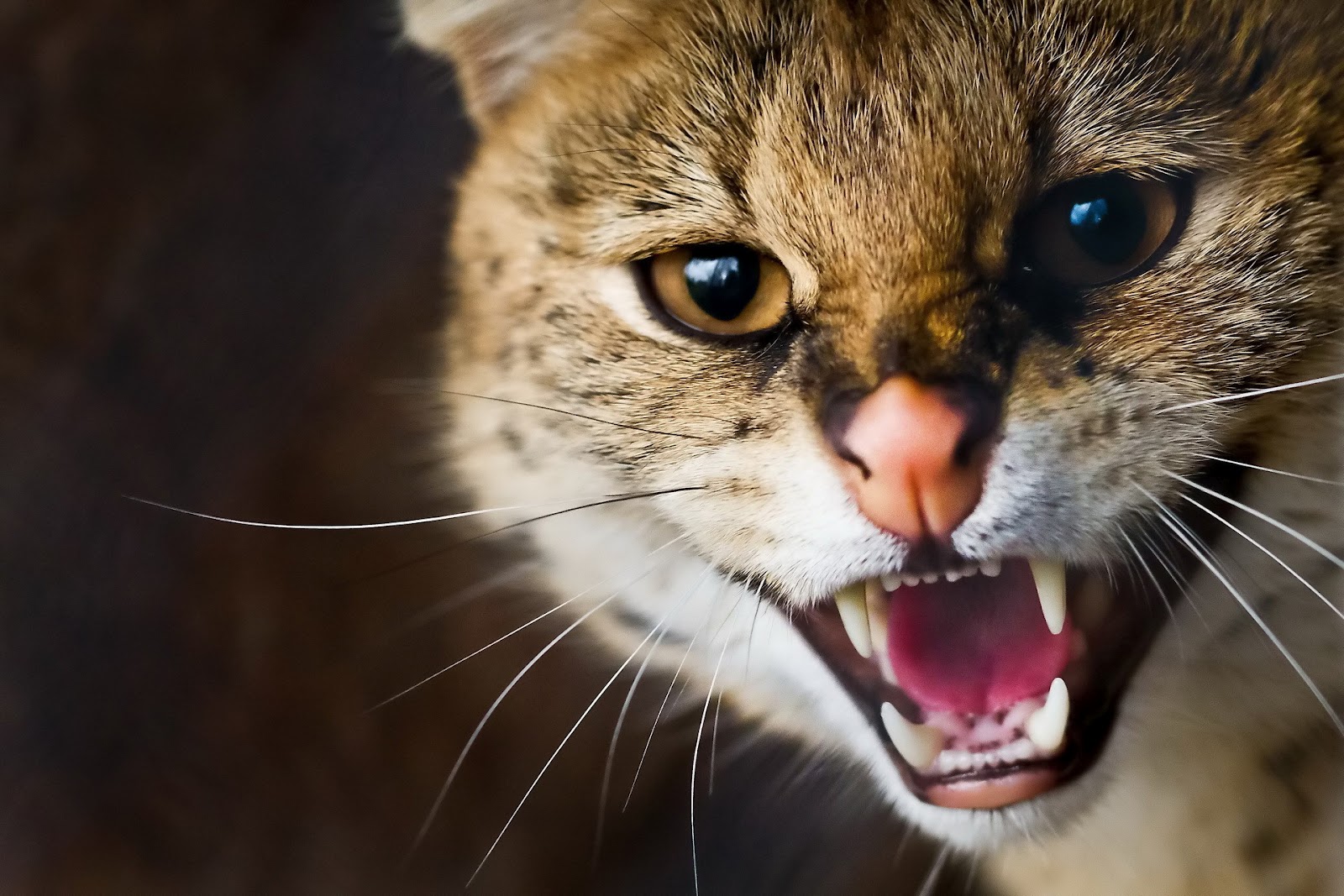 animal, serval, muzzle, whiskers 1080p