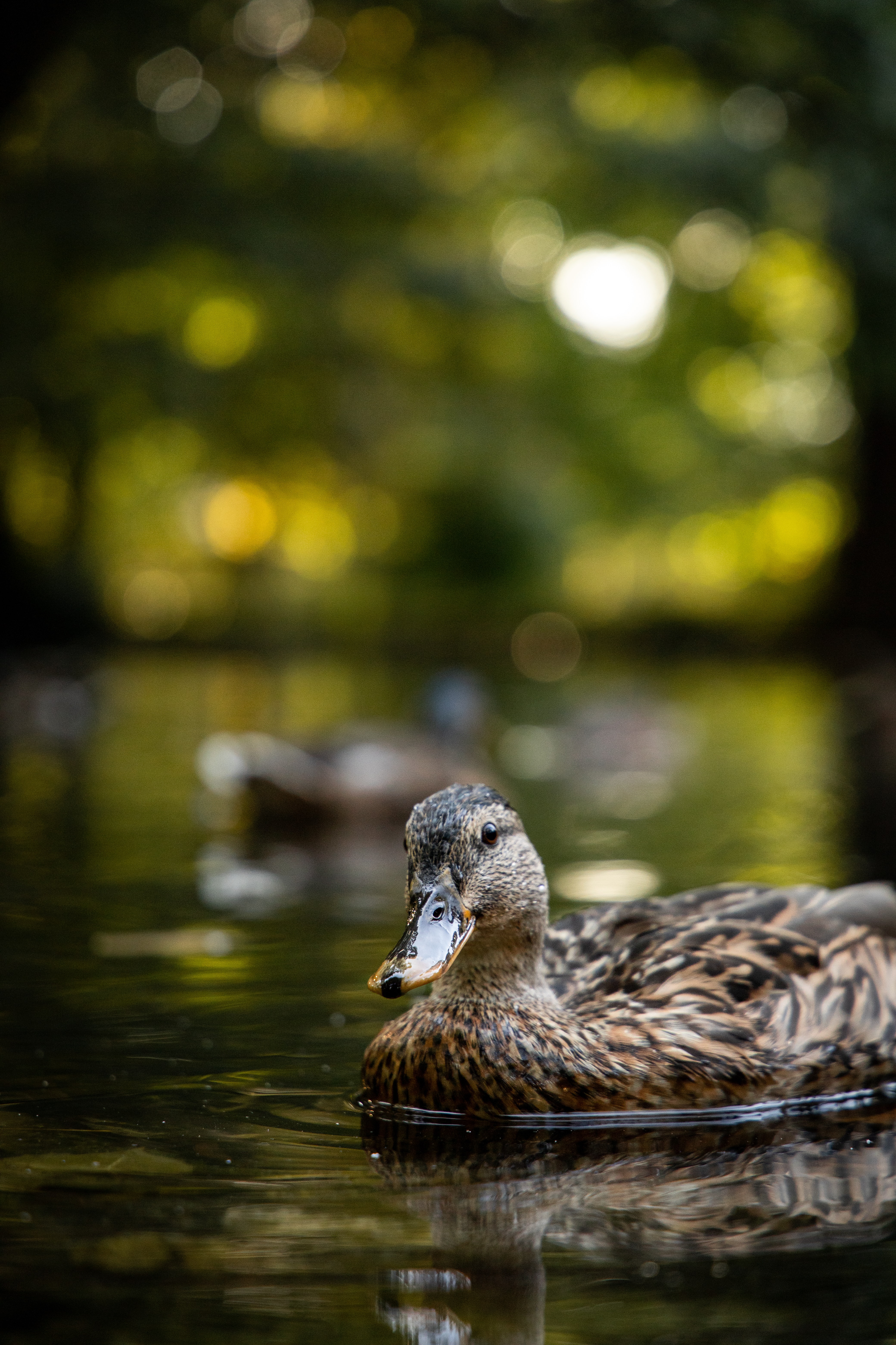 Download mobile wallpaper Duck, Lake, Animals, Water, Birds for free.