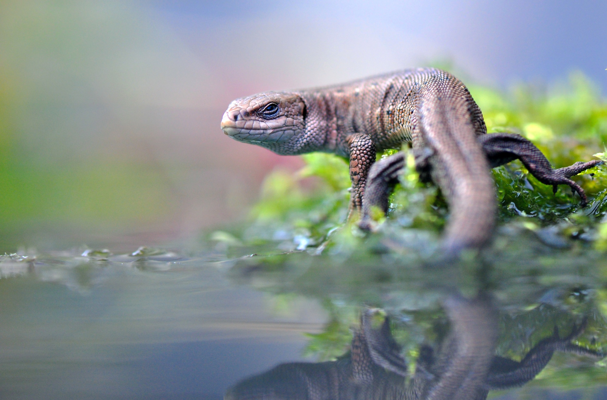 animal, agama, lizard, reflection, reptile, reptiles for android