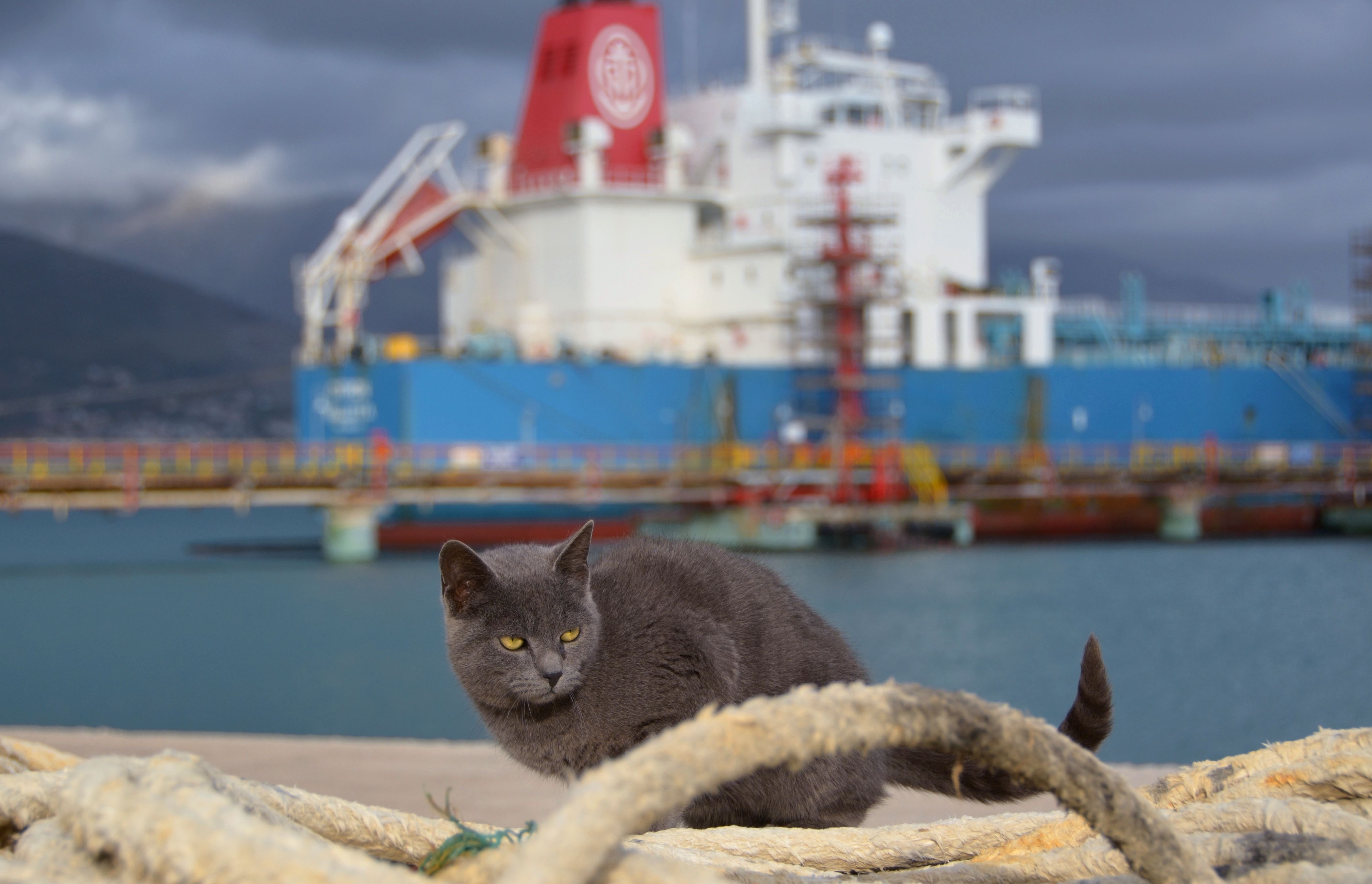 animals, sea, sit, cat, ship