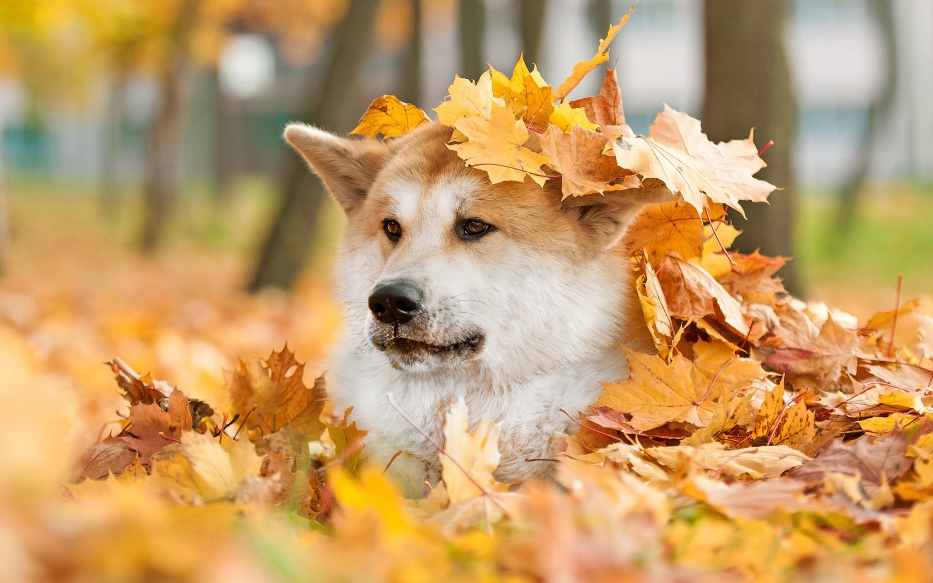 akita, animal, dog, fall, leaf, dogs 5K