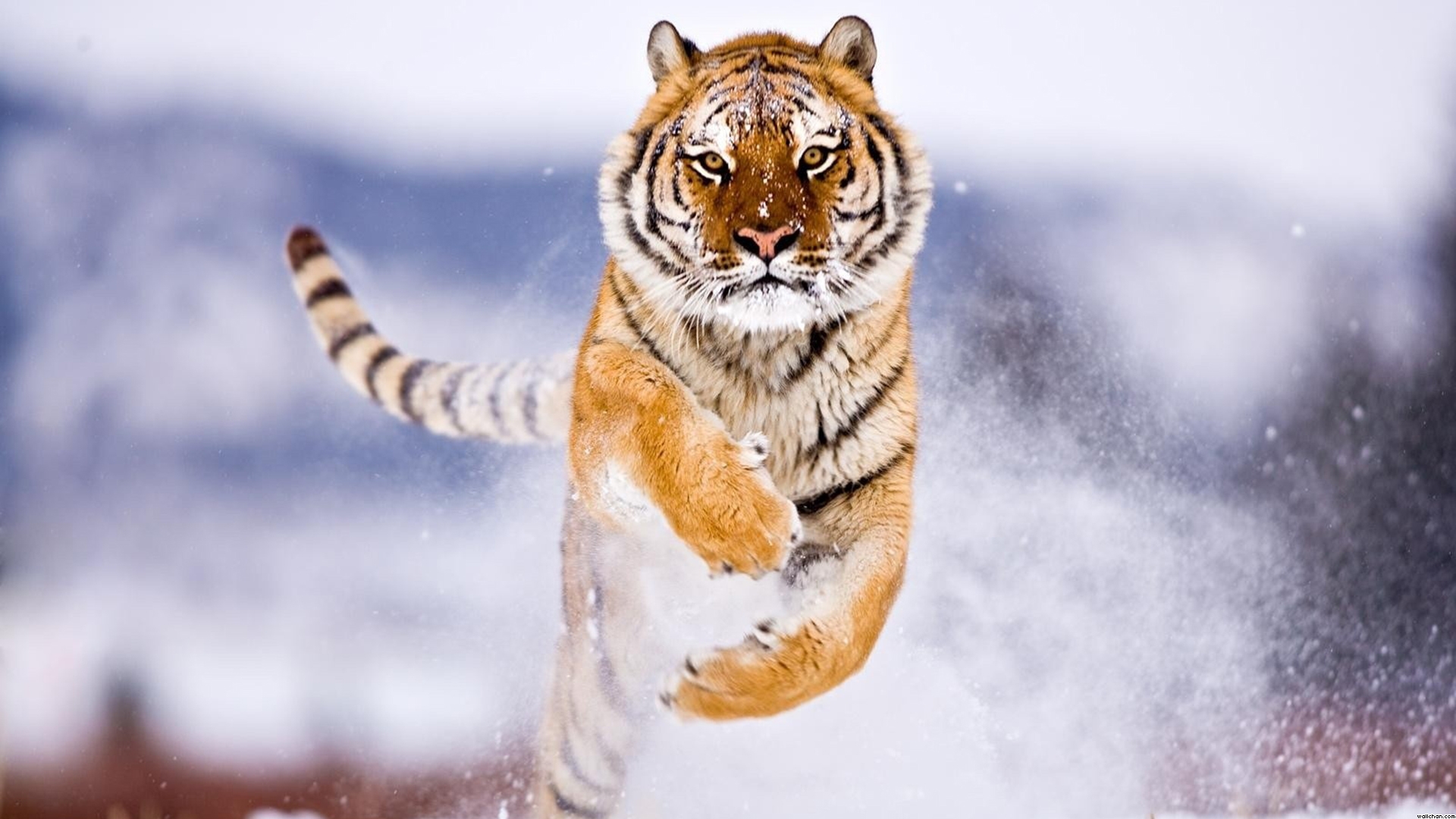 Амурский тигр бег