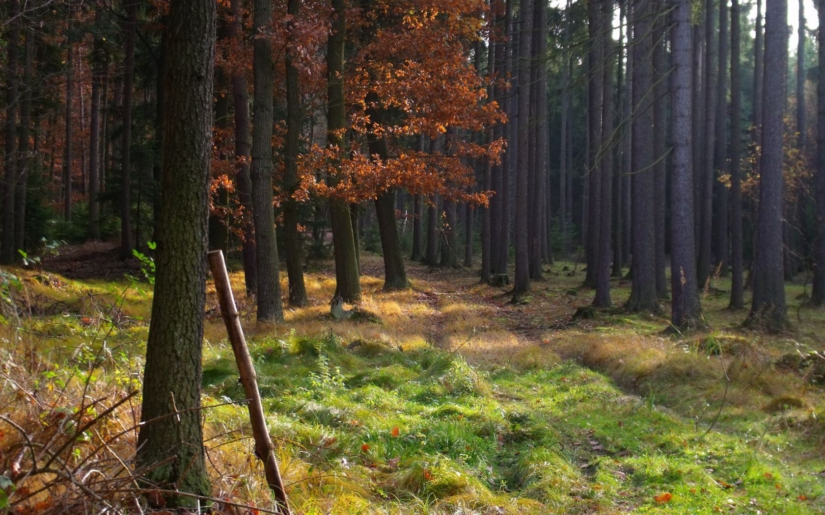 Download mobile wallpaper Trees, Nature, Landscape for free.