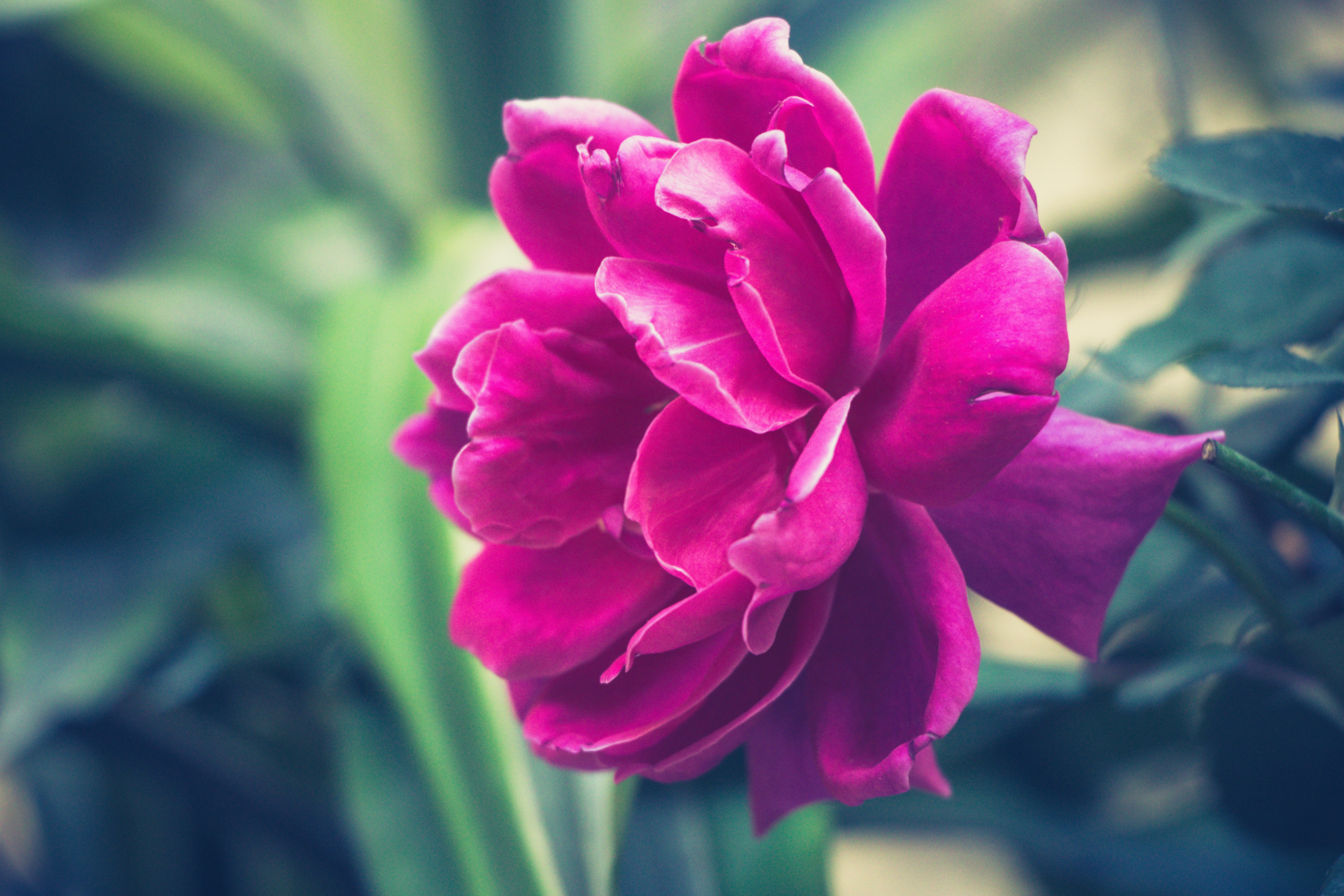 Laden Sie das Rosa, Blütenblätter, Knospe, Bud, Pion, Blumen, Pfingstrose-Bild kostenlos auf Ihren PC-Desktop herunter