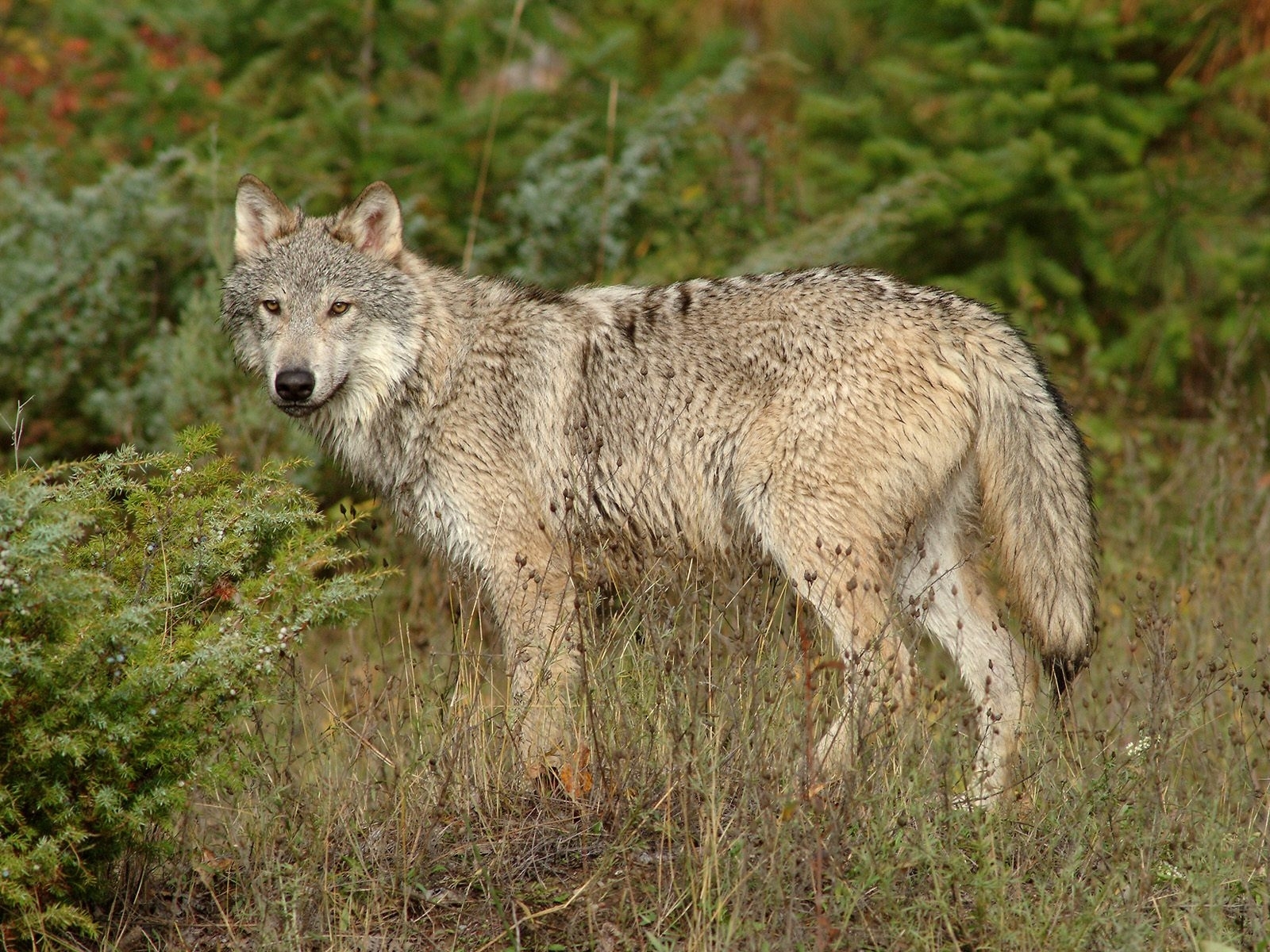 animals, wolfs, yellow Smartphone Background