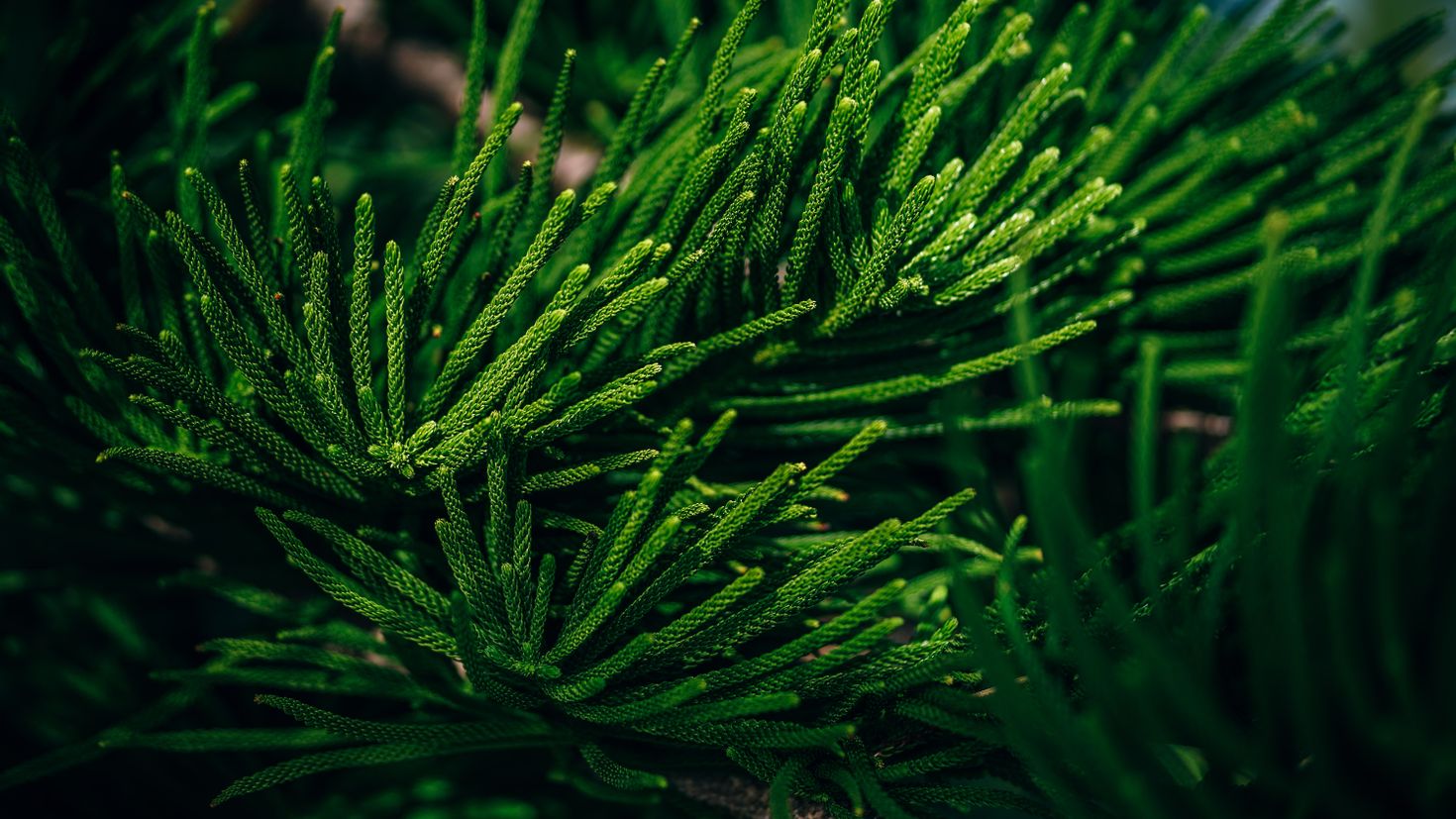 Ель окраска хвои. Вечнозеленая хвоя Evergreen. Verde Pino Сосновая хвоя. Нео хвоя. Шипик хвои ели.