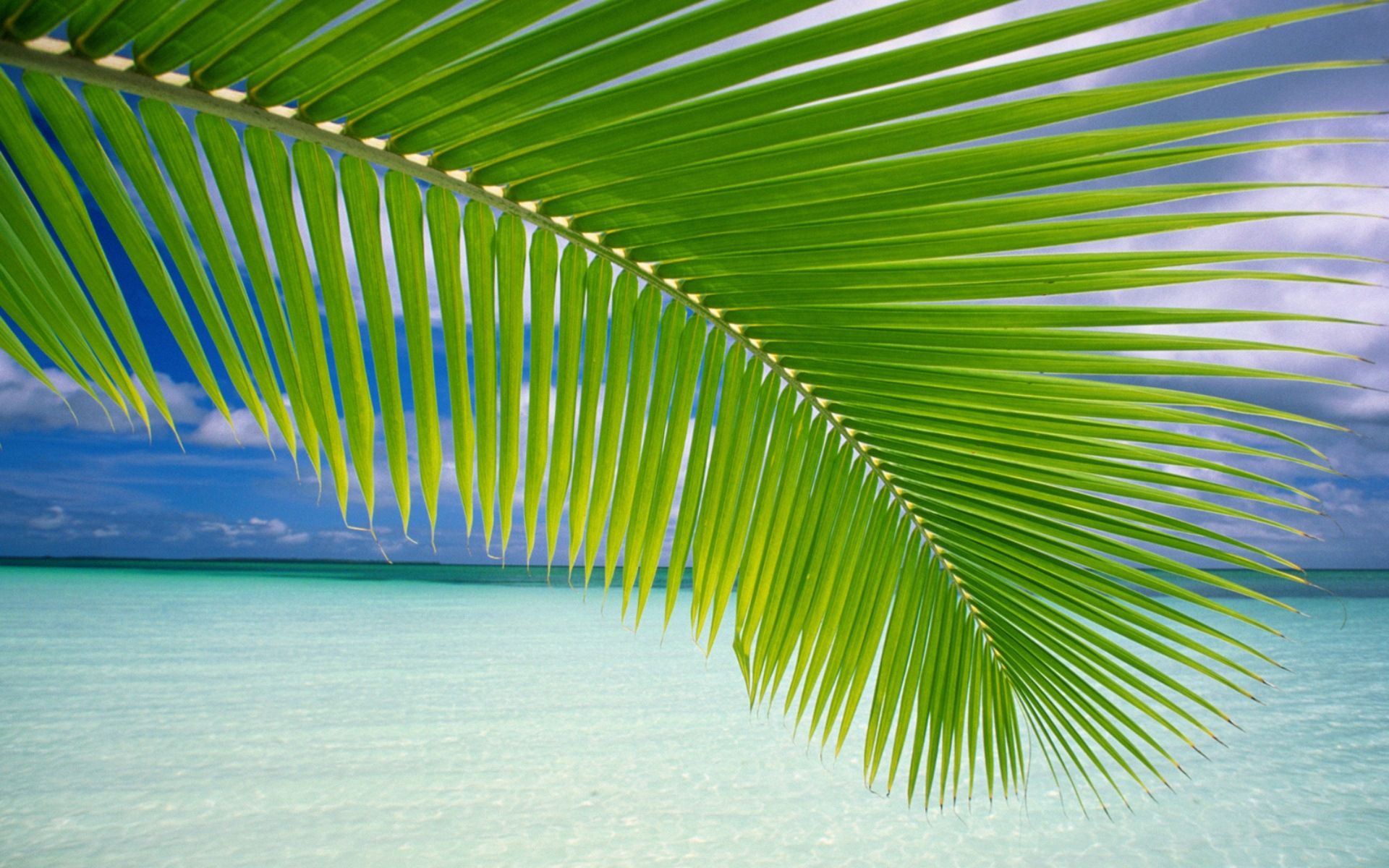 nature, leaves, palm, branch, bay, blue water