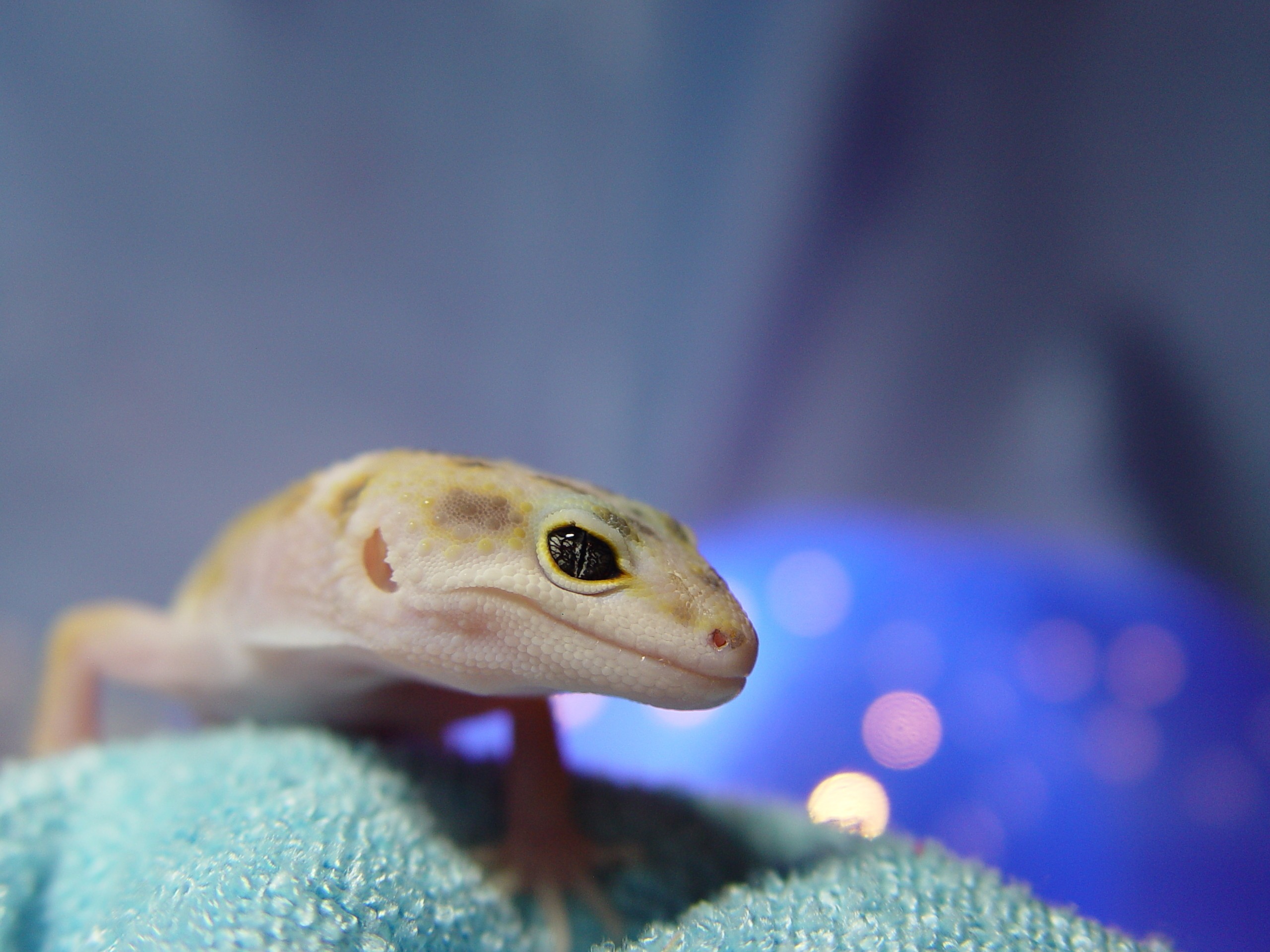 Download mobile wallpaper Gecko, Reptiles, Animal for free.