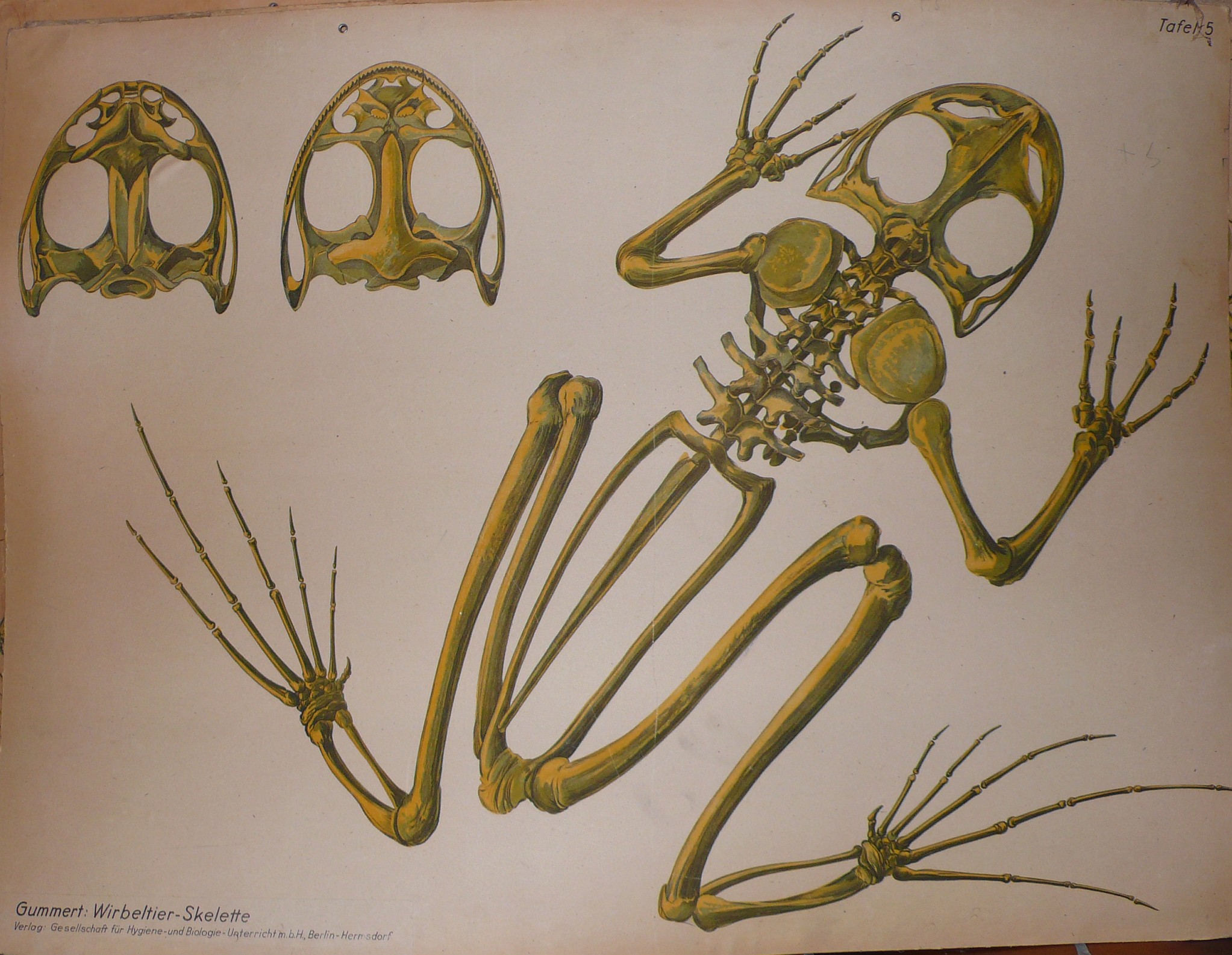 Скелет передних конечностей лягушки. Скелет лягушки. Кости конечностей лягушки. Конечности амфибий. Лапы лягушки.