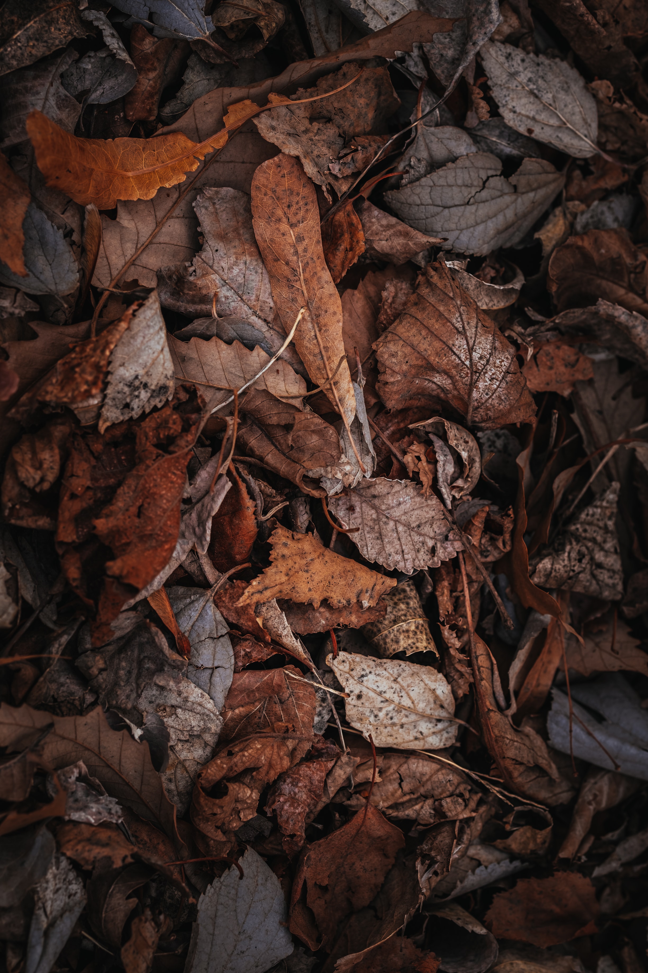 Download mobile wallpaper Dry, Autumn, Foliage, Nature for free.